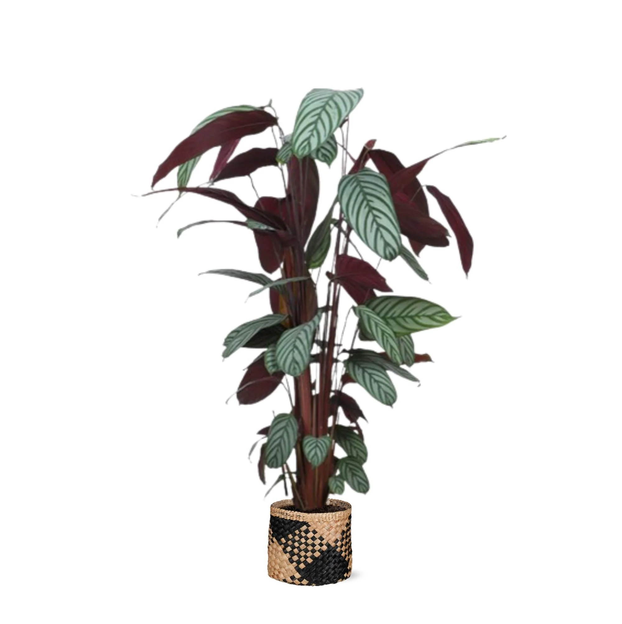 Ctenanthe Oppenheimiana et son pot