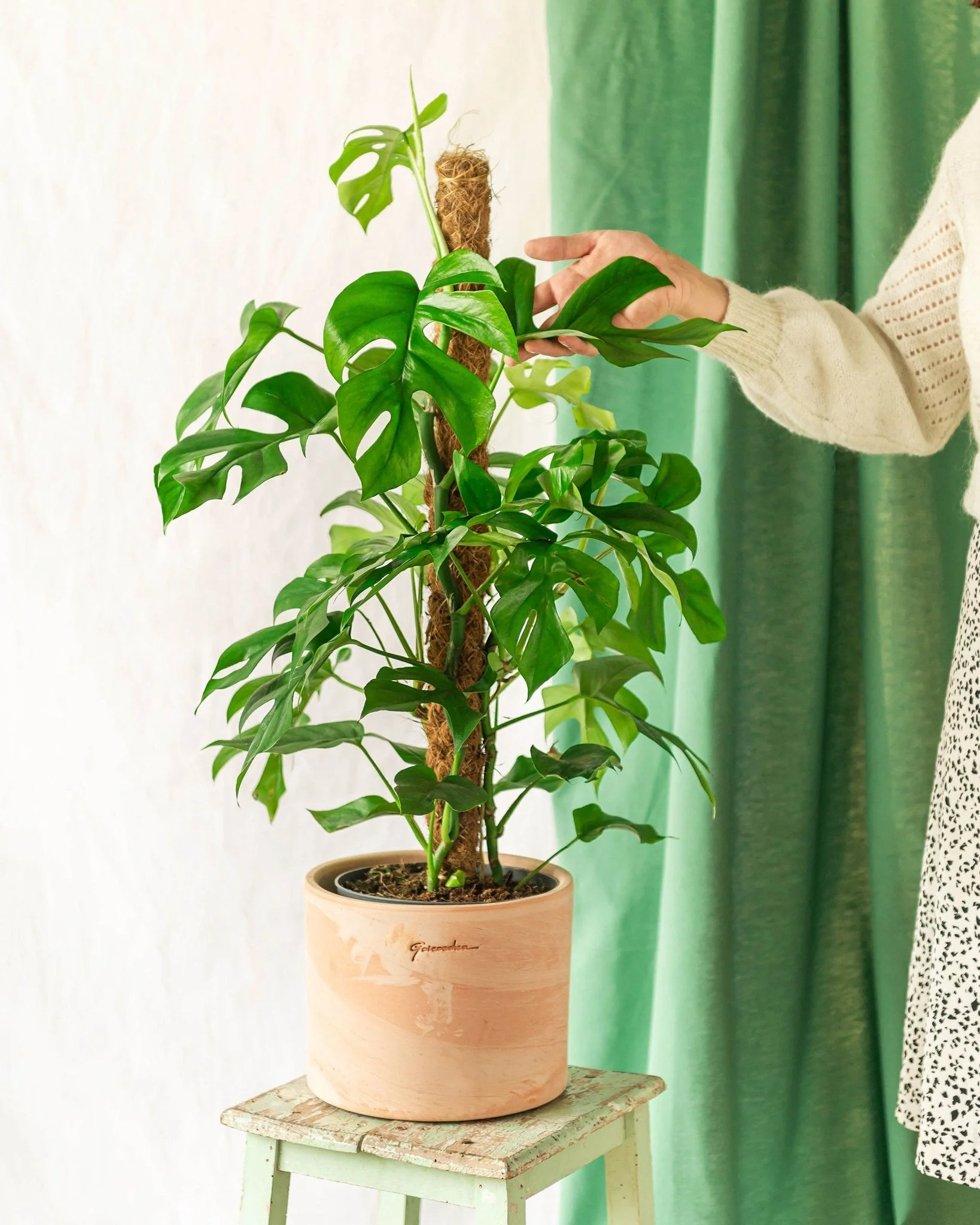 Monstera Minima sur tuteur