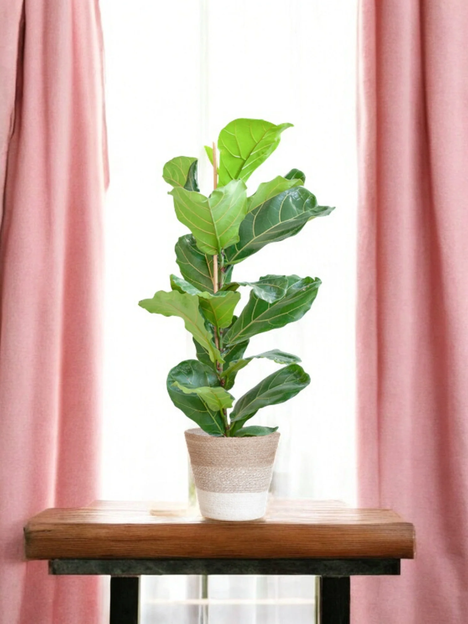 Ficus Lyrata et son pot