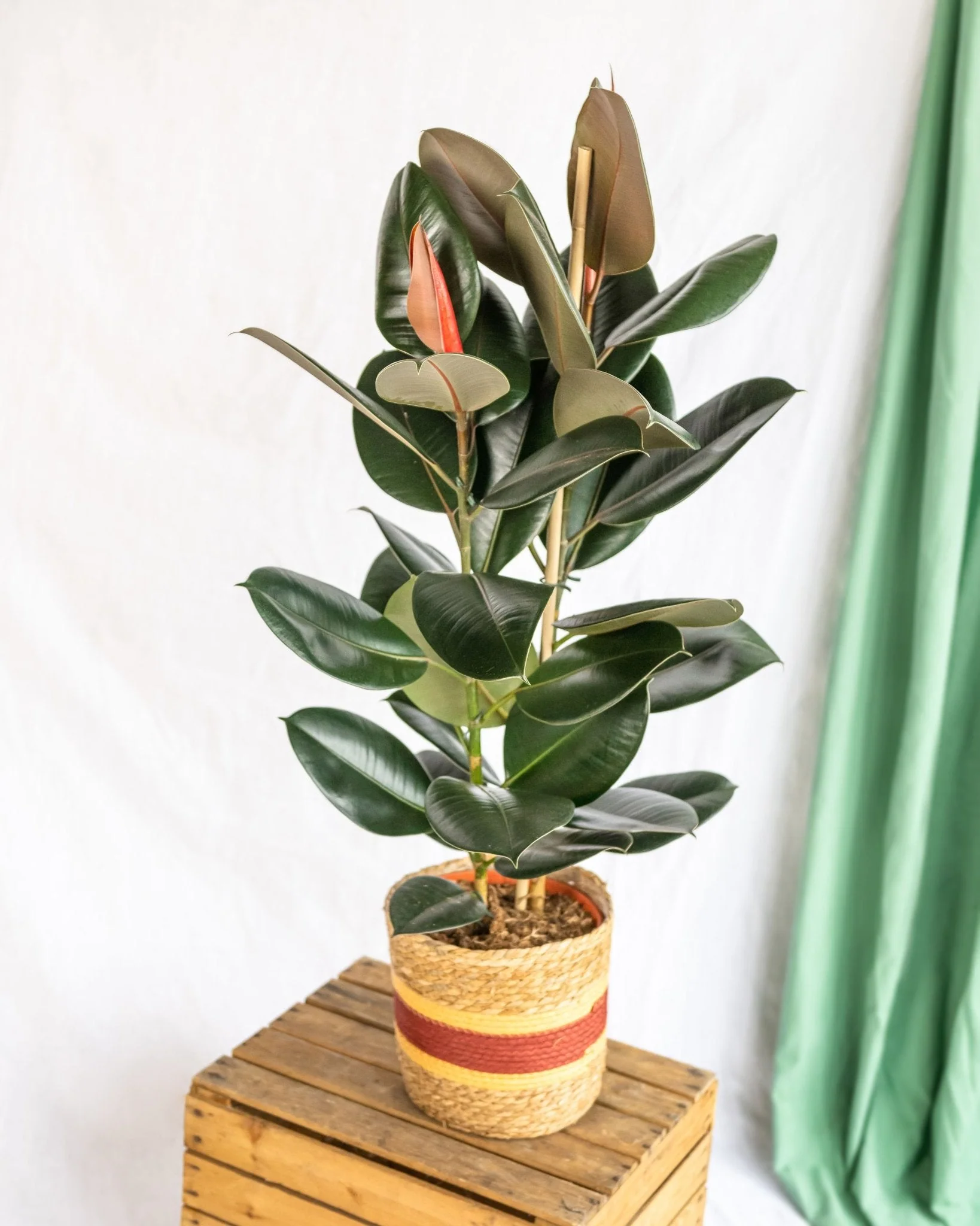 Ficus Abidjan XL