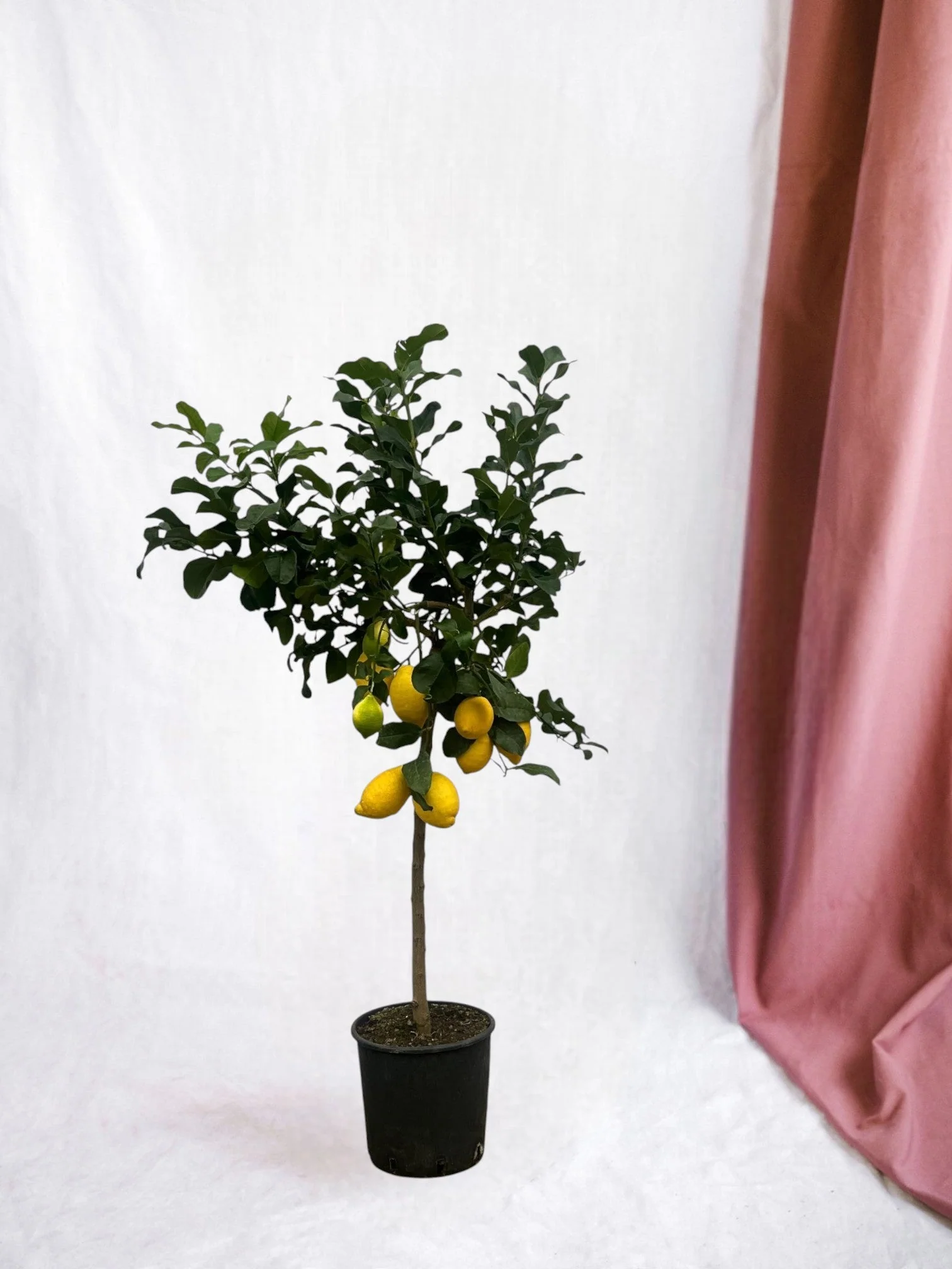 Citronnier