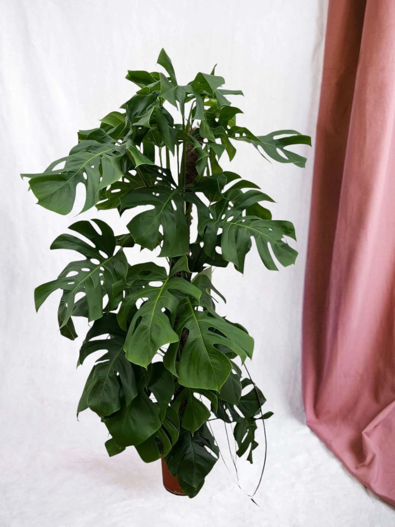 Monstera Deliciosa XXL