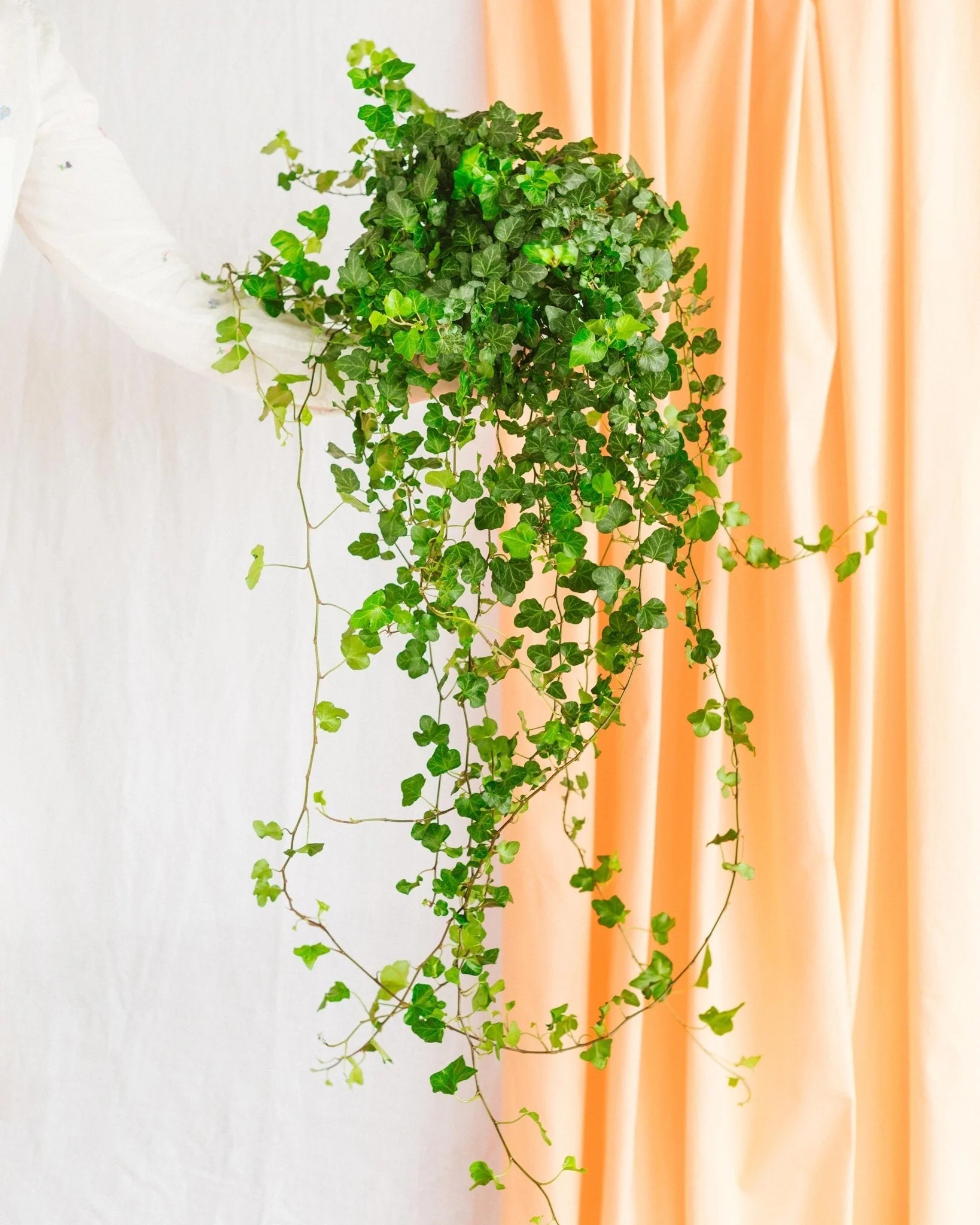 Hedera Lierre tombant