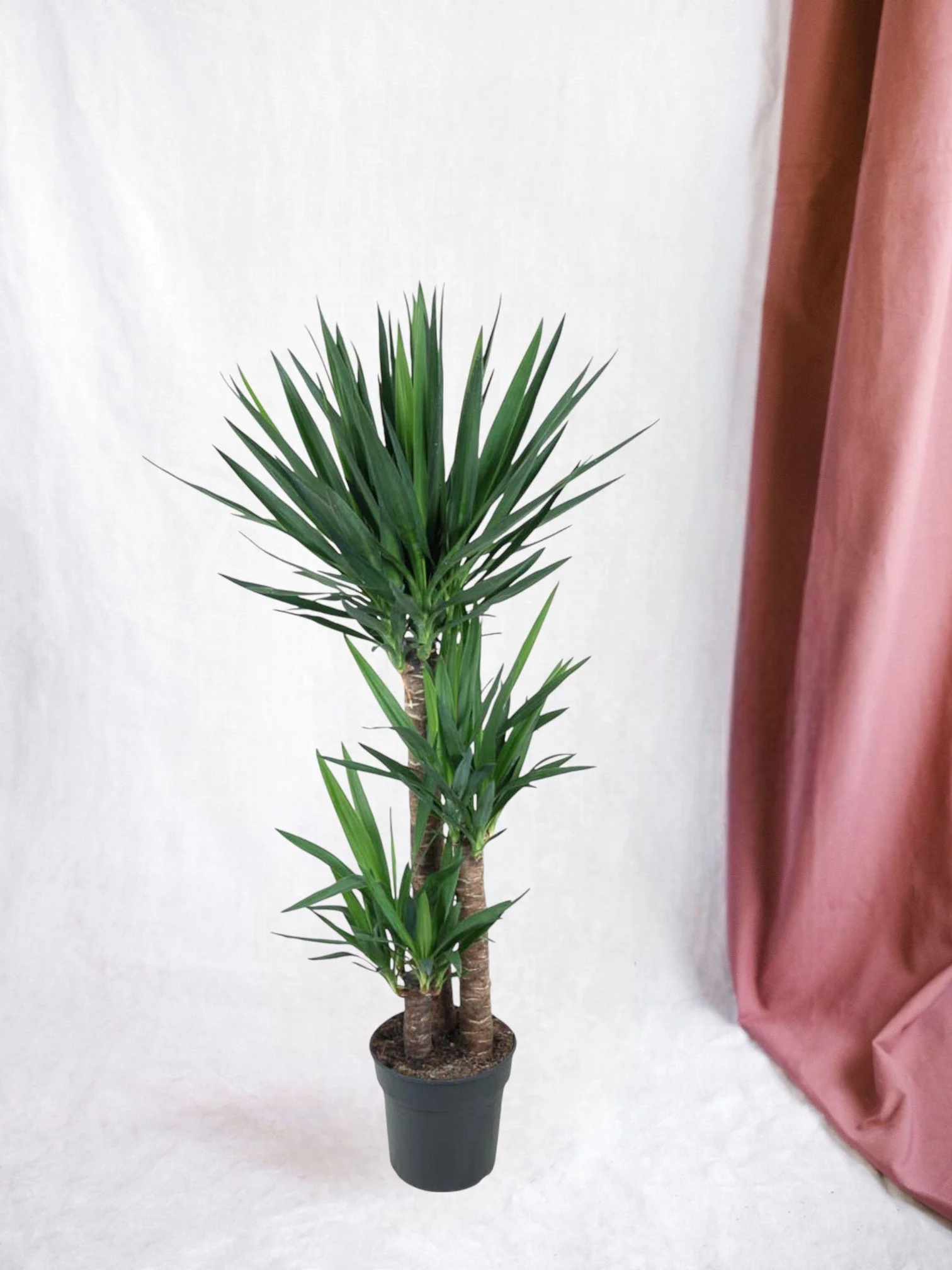 Yucca pied d'éléphant