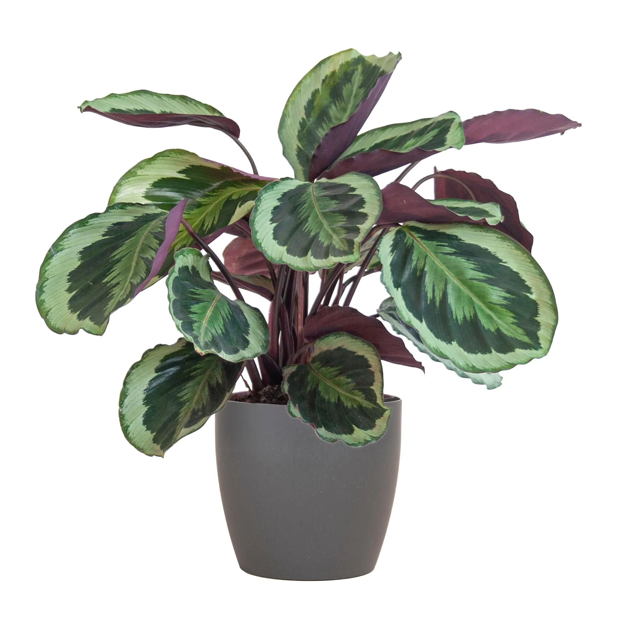 Calathea Medaillon et son pot