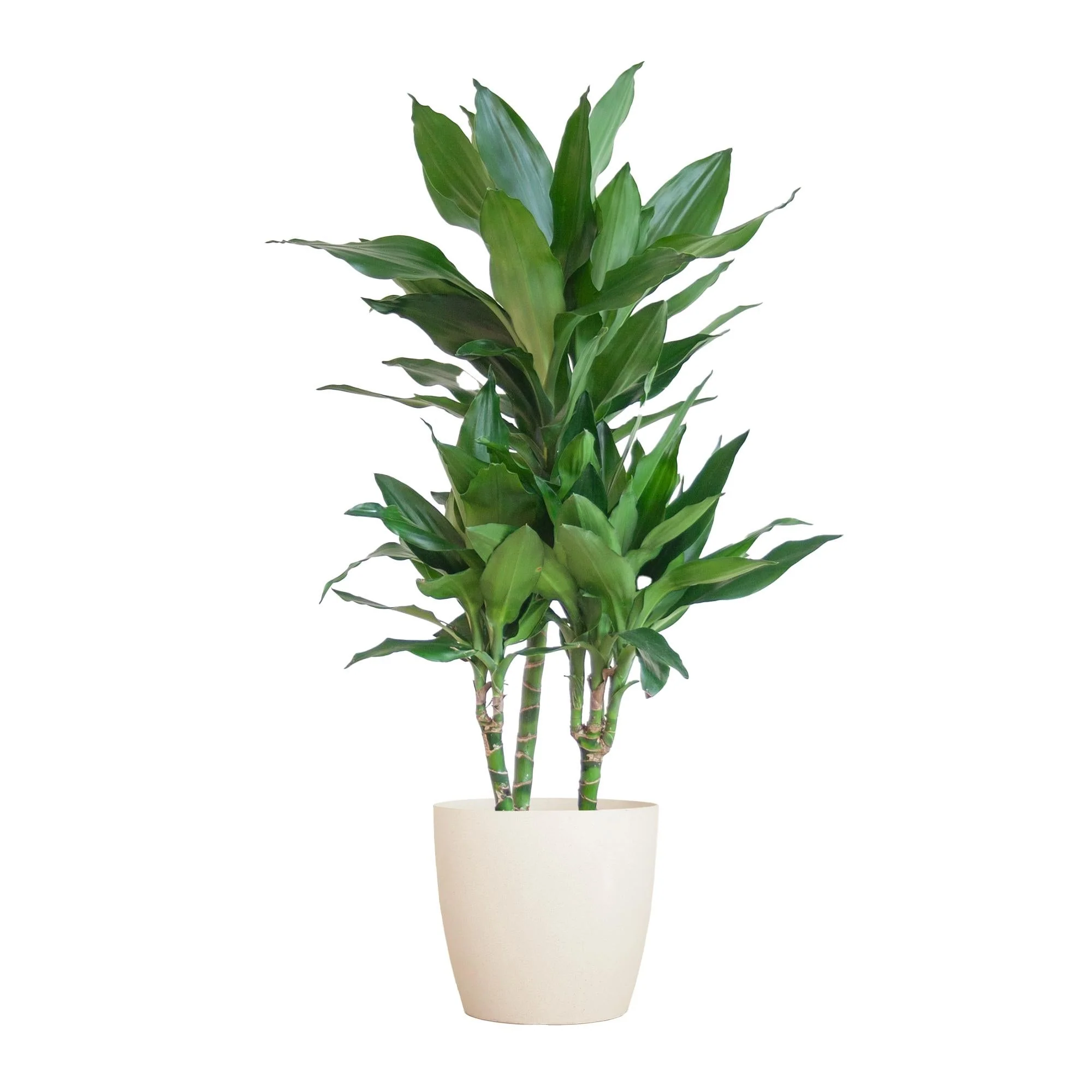 Dracaena Janet Lindt et son pot