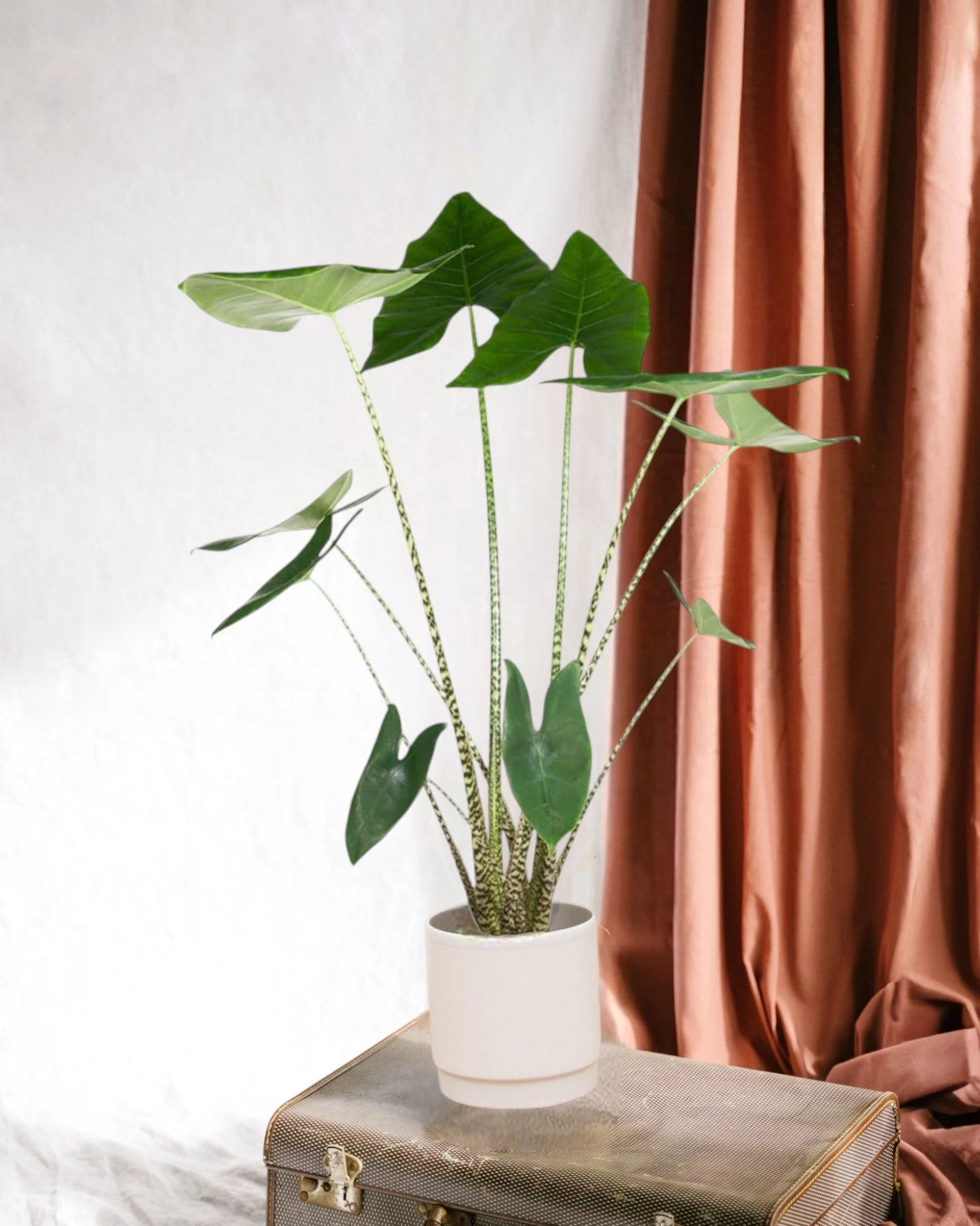 Alocasia Zebrina