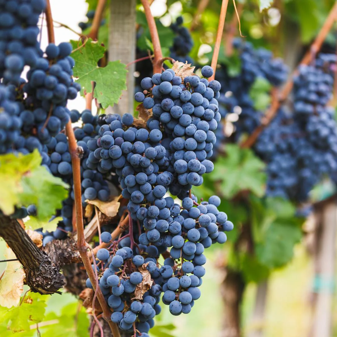 Vigne de raisin bio