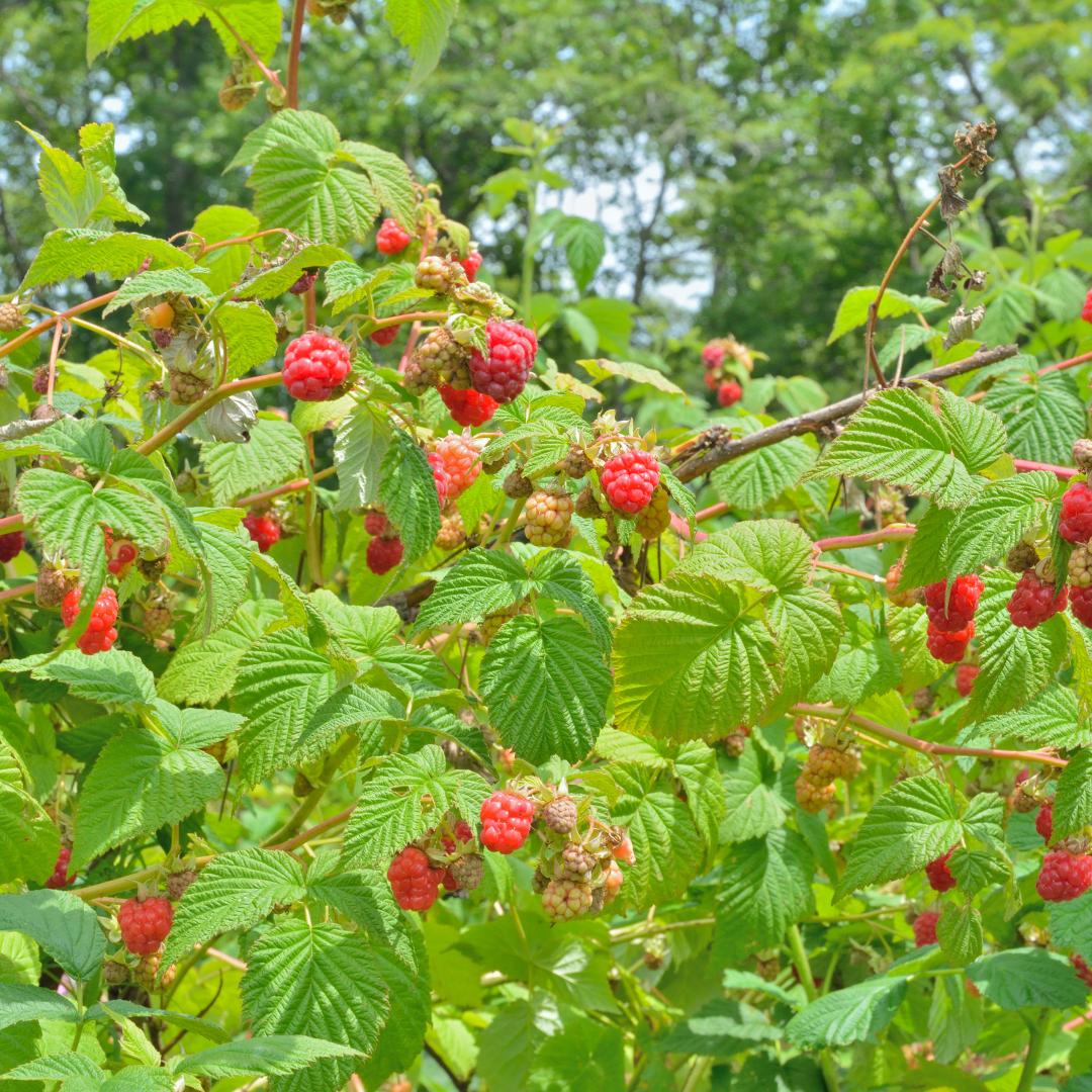 Framboisier Bio