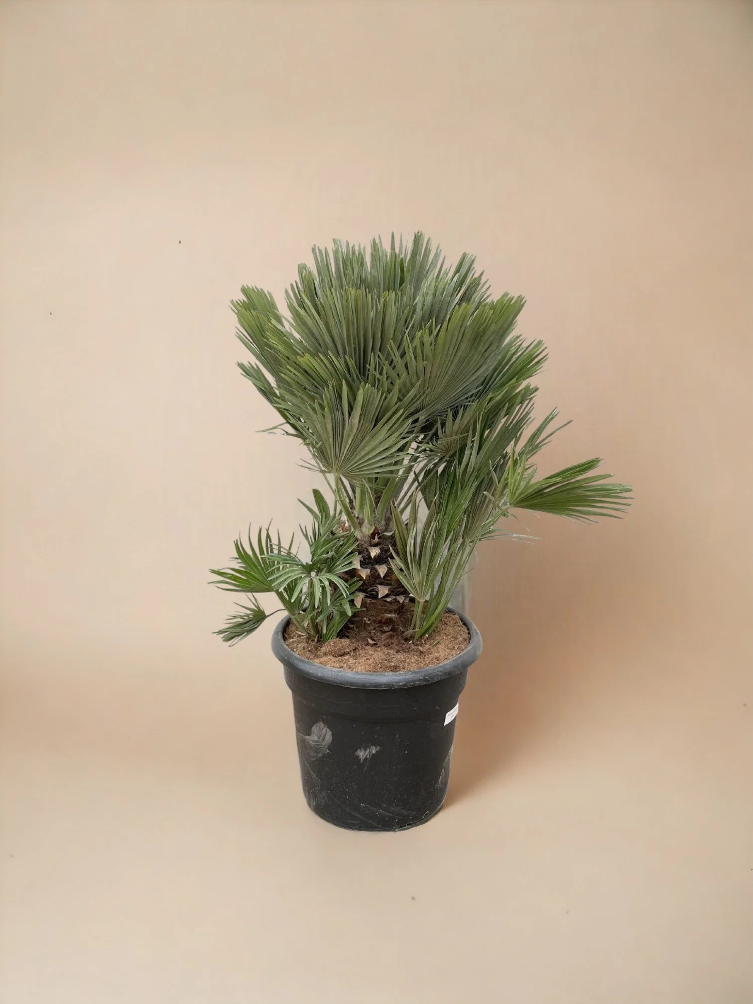 Chamaerops Humilis compact h100cm