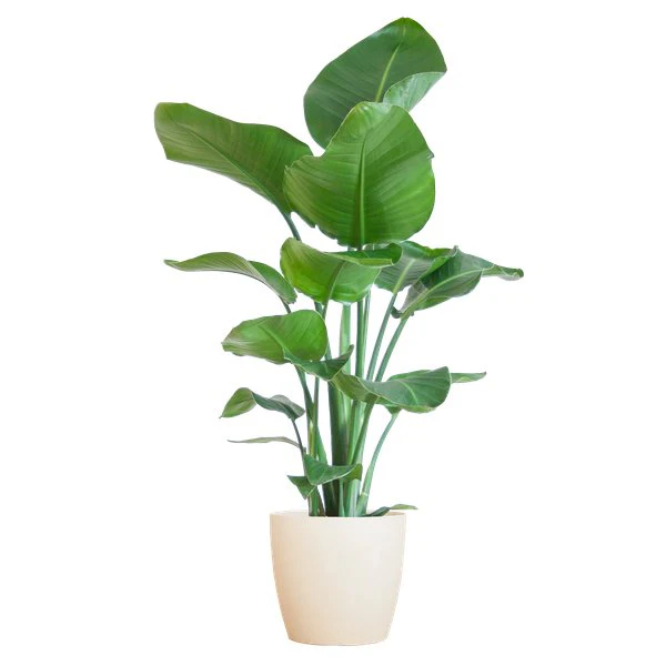 Strelitzia Nicolai et son pot