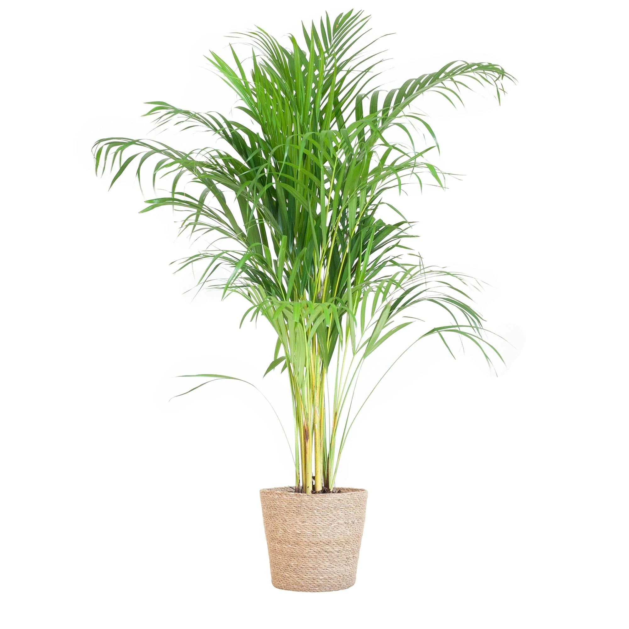 Palmier Areca et son pot