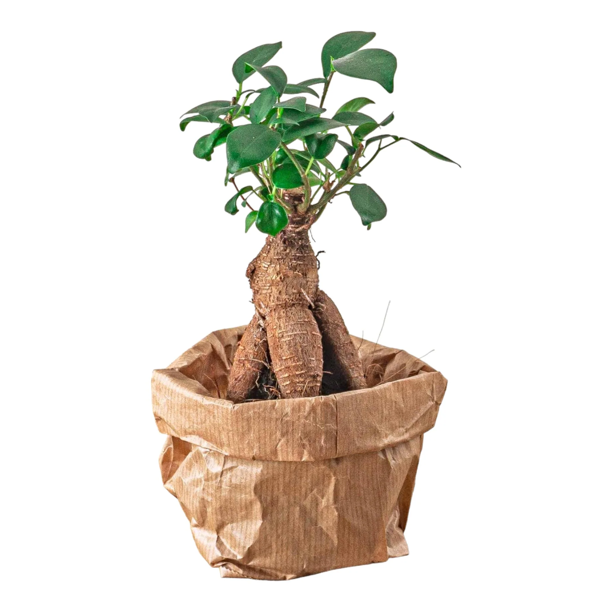 Ficus Ginseng bonsai
