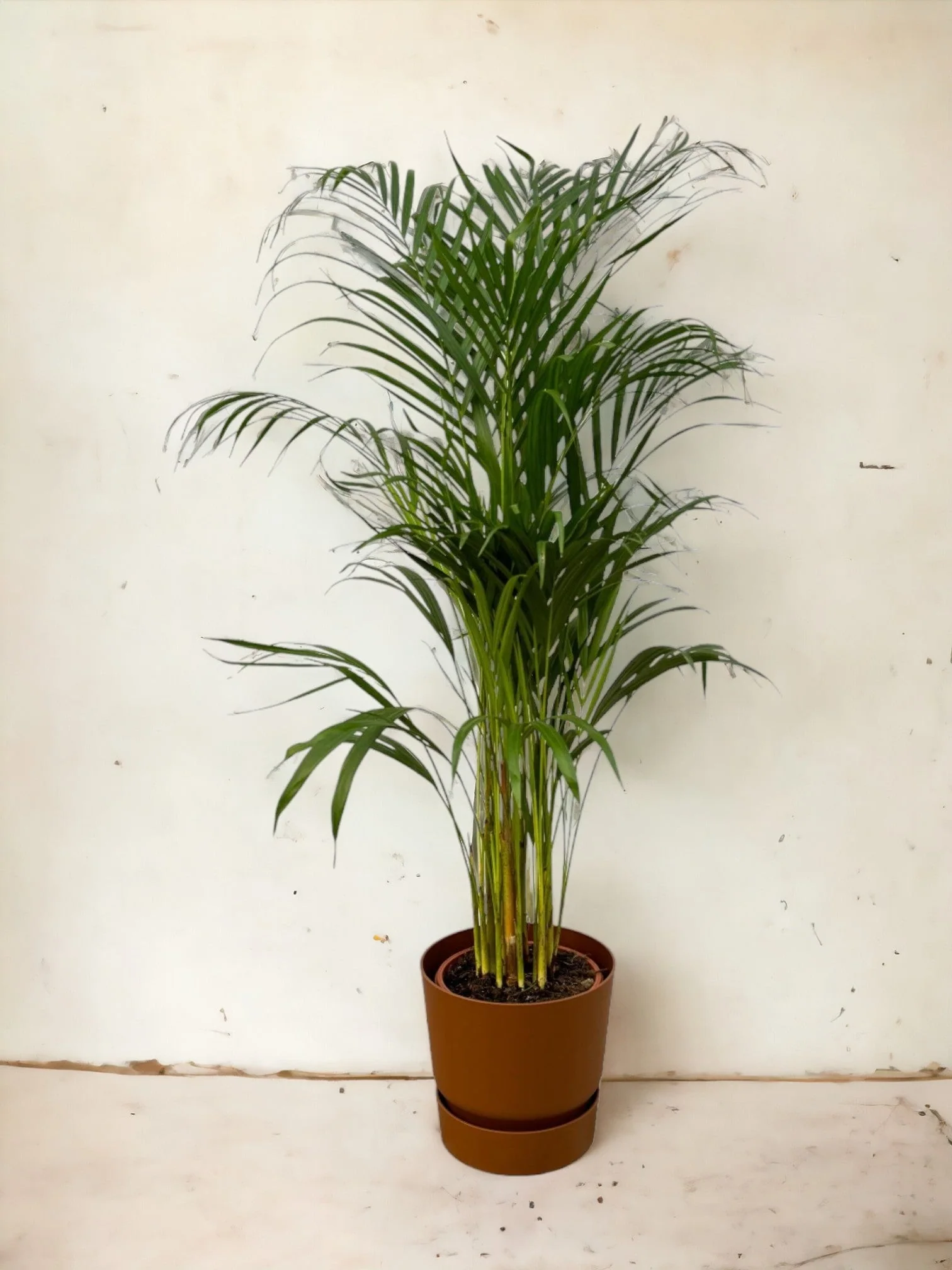 Grand Palmier Areca et son pot