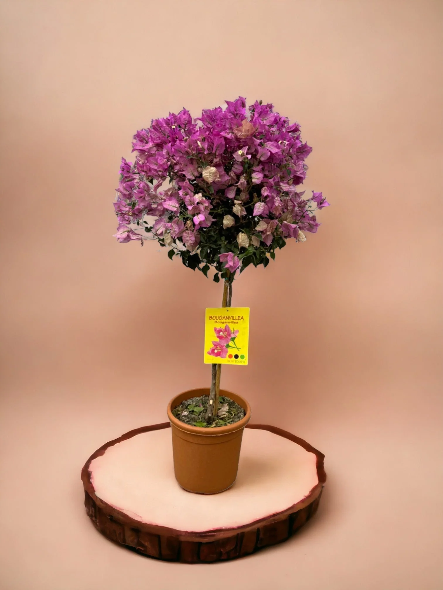 Bougainvillier fuschia