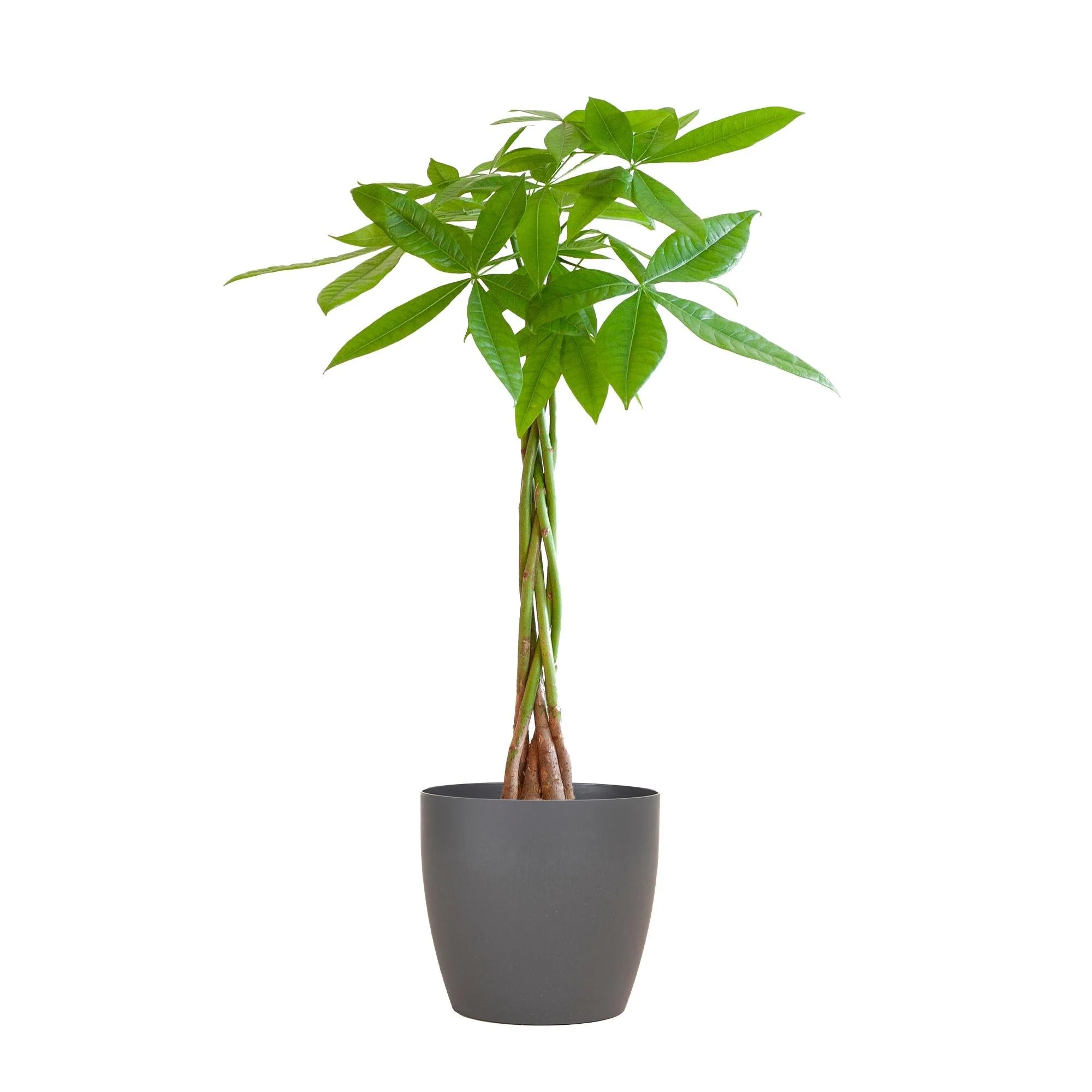 Pachira Aquatica et son pot
