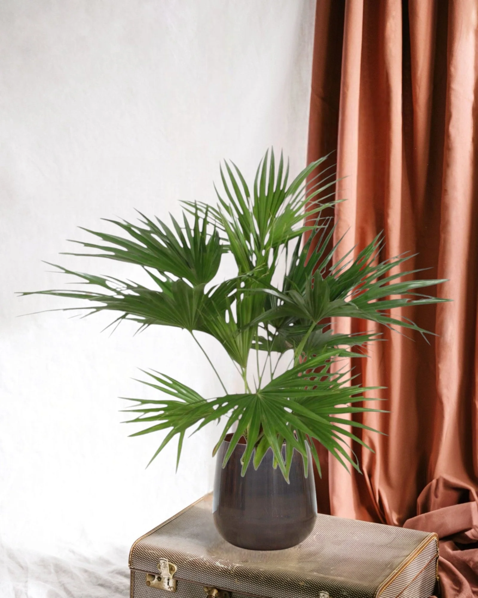 Livistona Chinensis