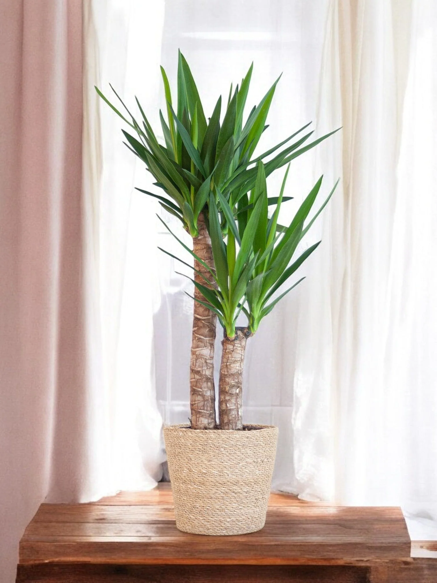 Yucca Elephantipes et son pot