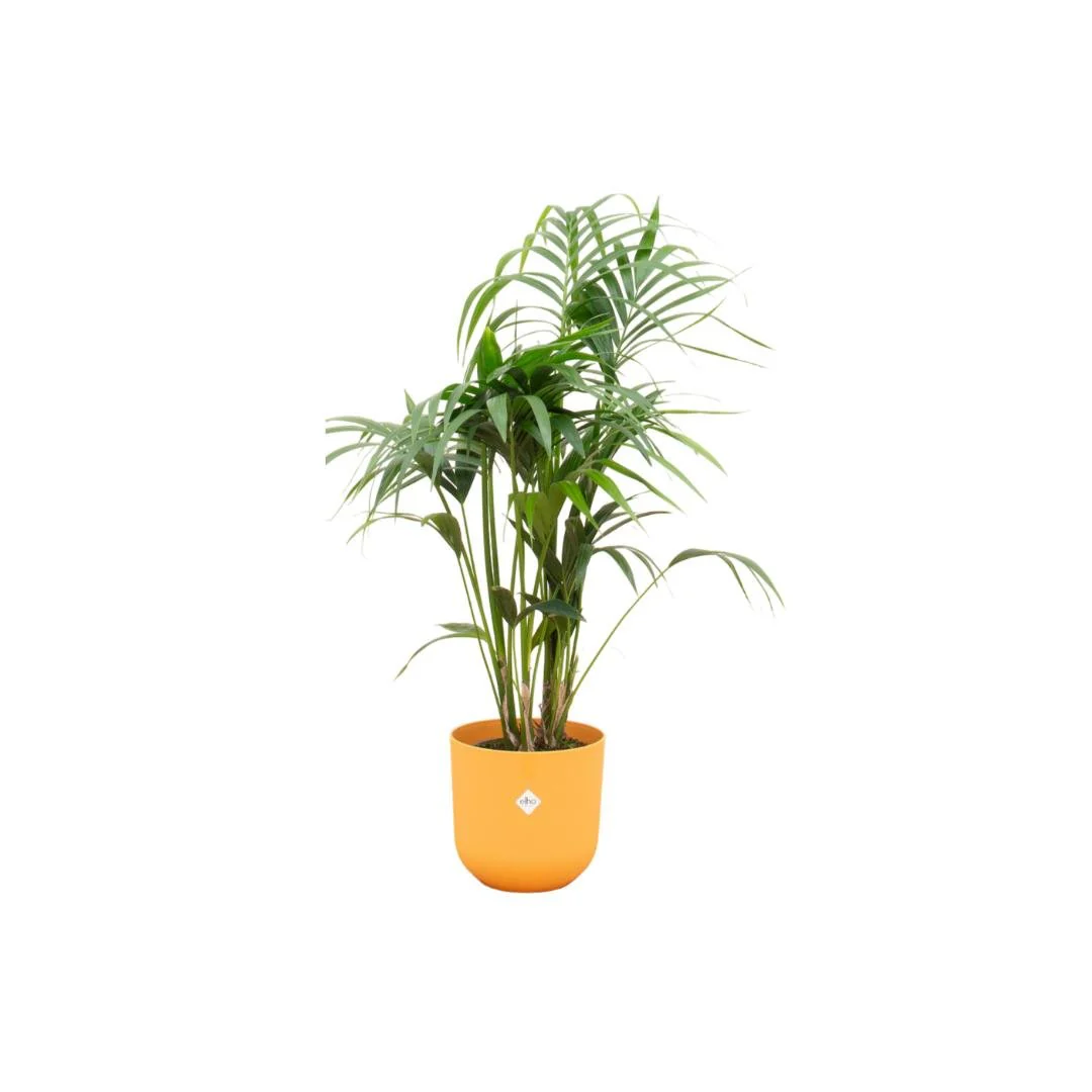 Palmier Kentia 160cm et son pot