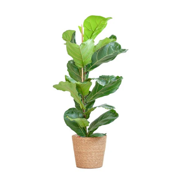 Ficus Lyrata et son pot
