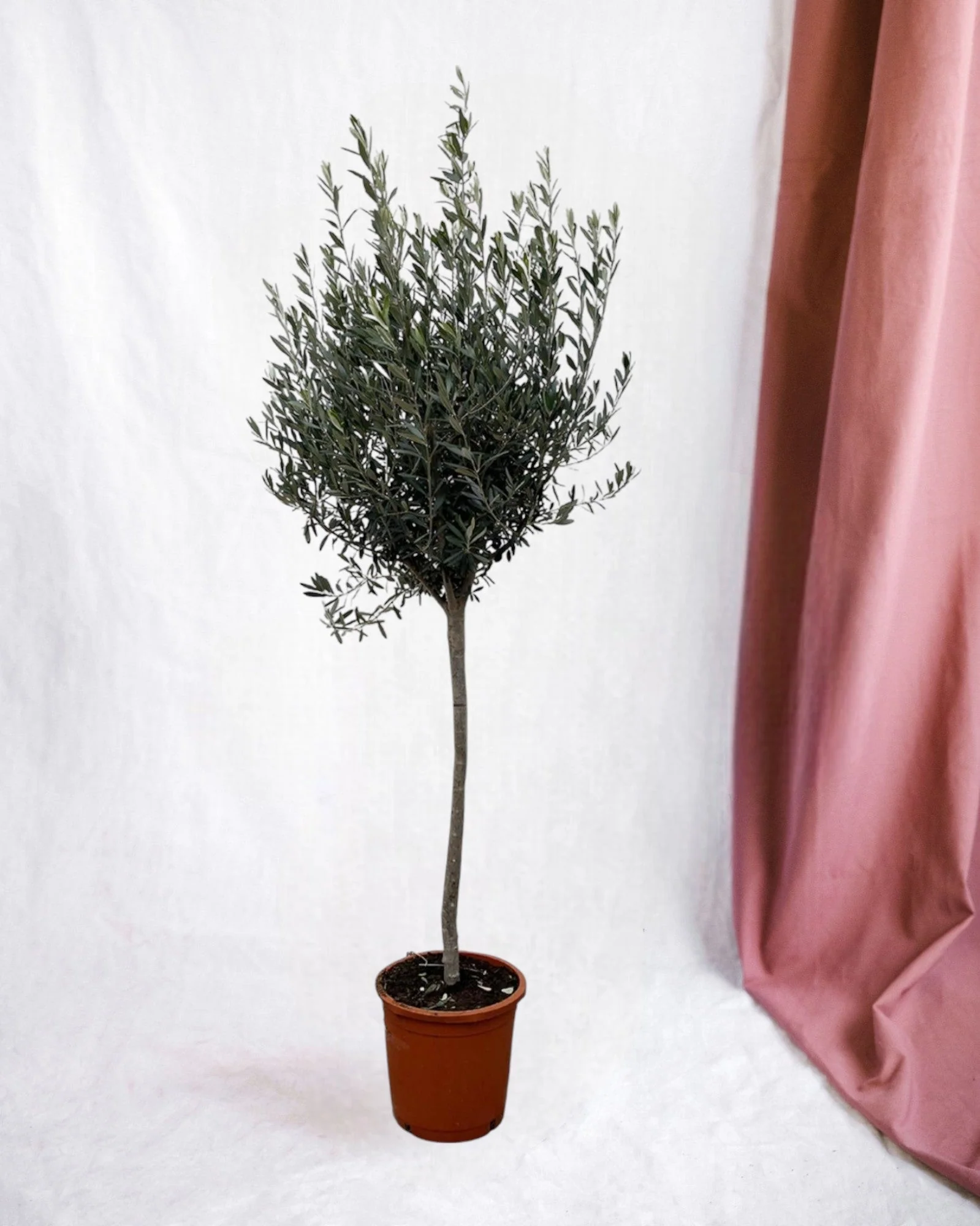 Olivier - Olea Europaea tronc