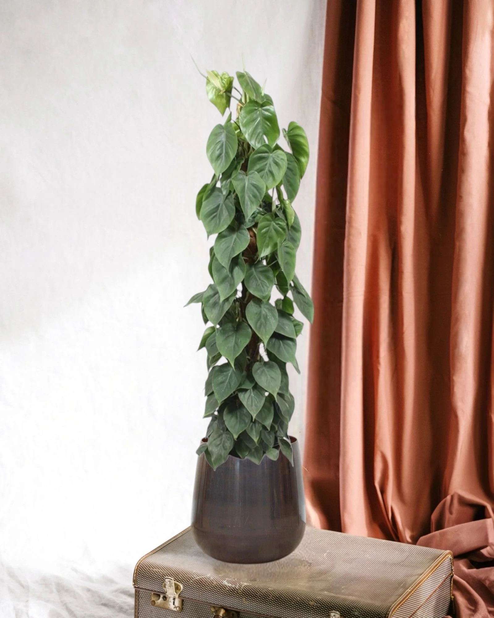 Philodendron Scandens sur tuteur