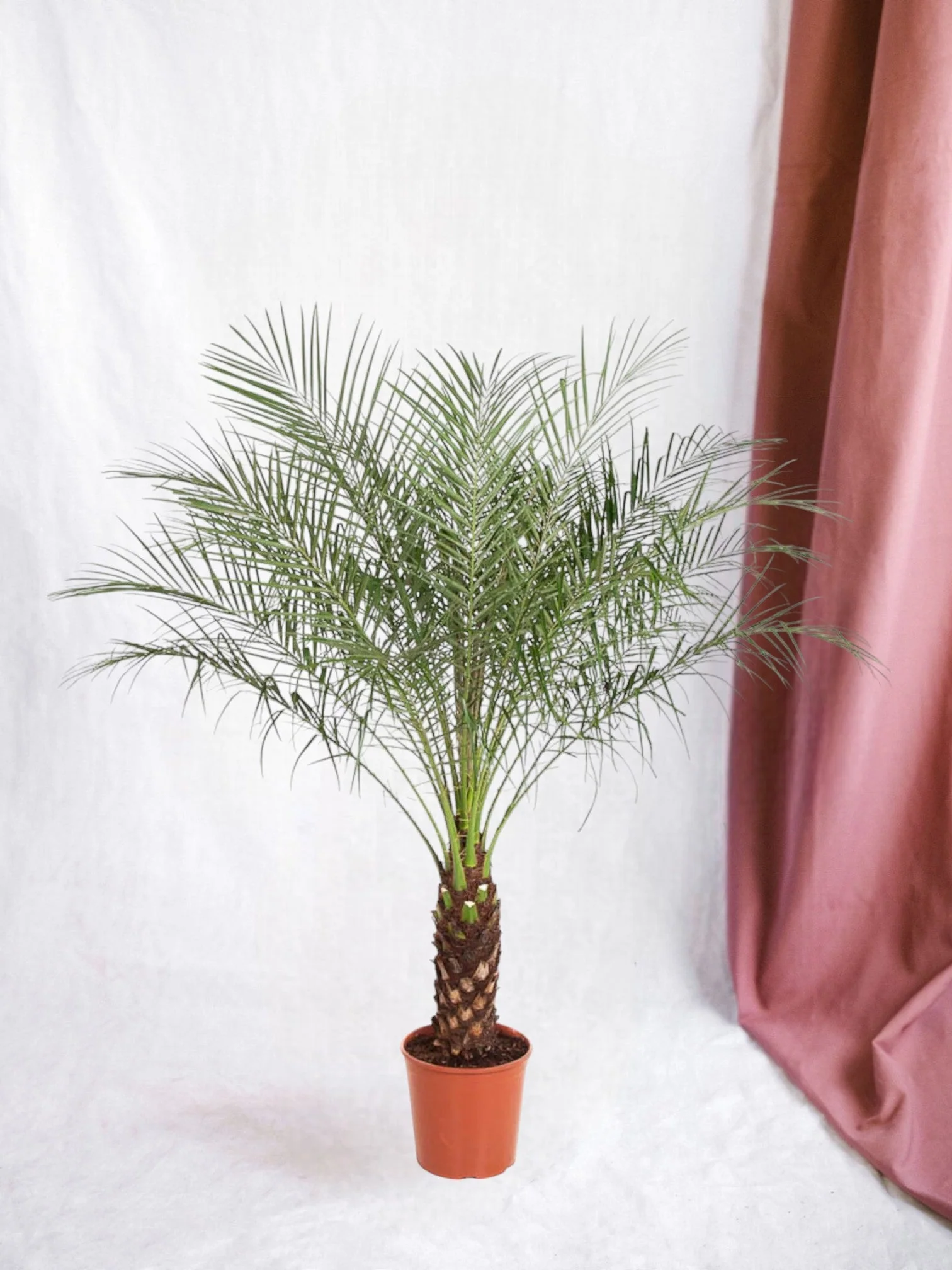 Phoenix Roebelenii