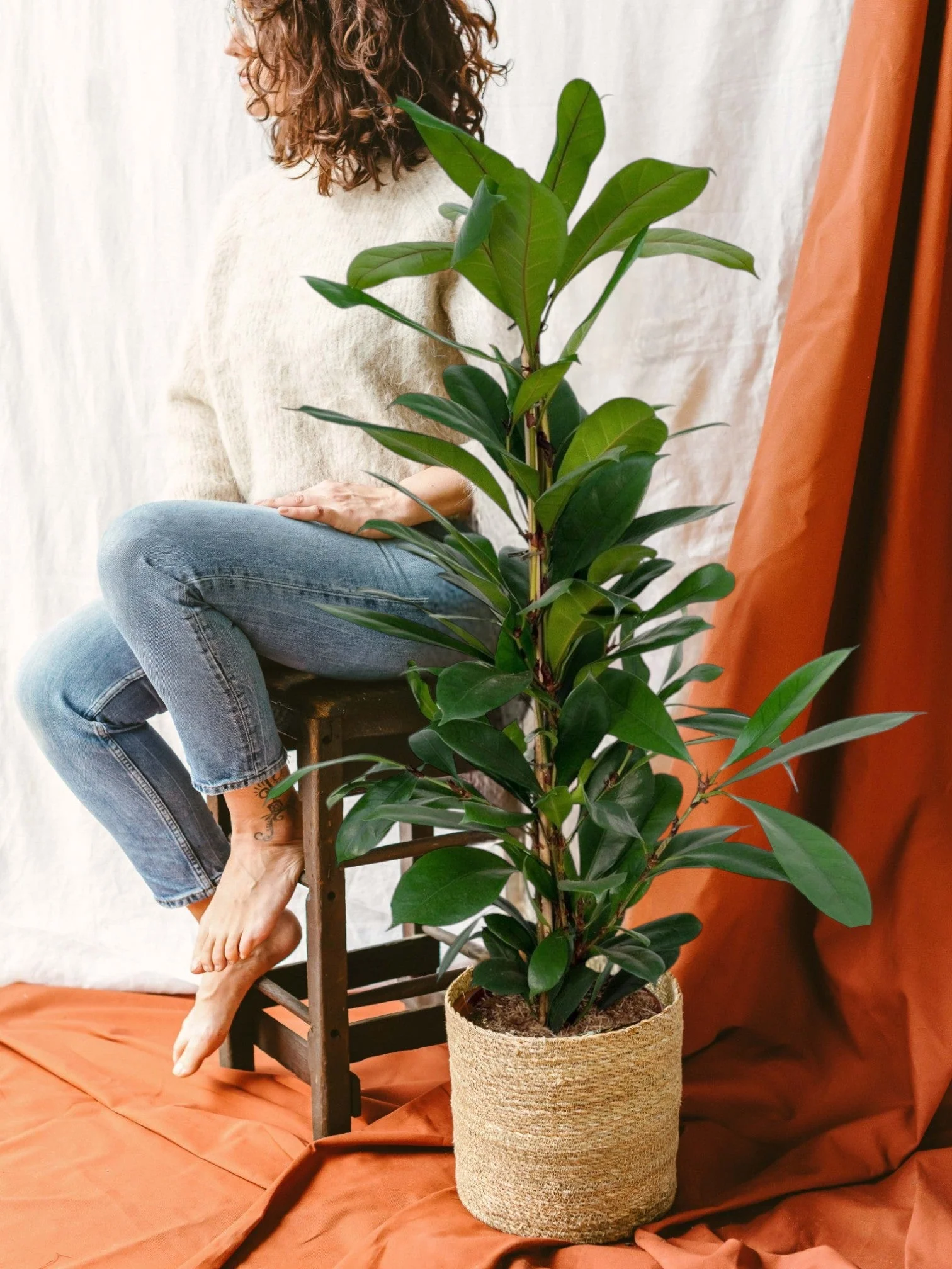 Ficus Cyathistipula h30cm