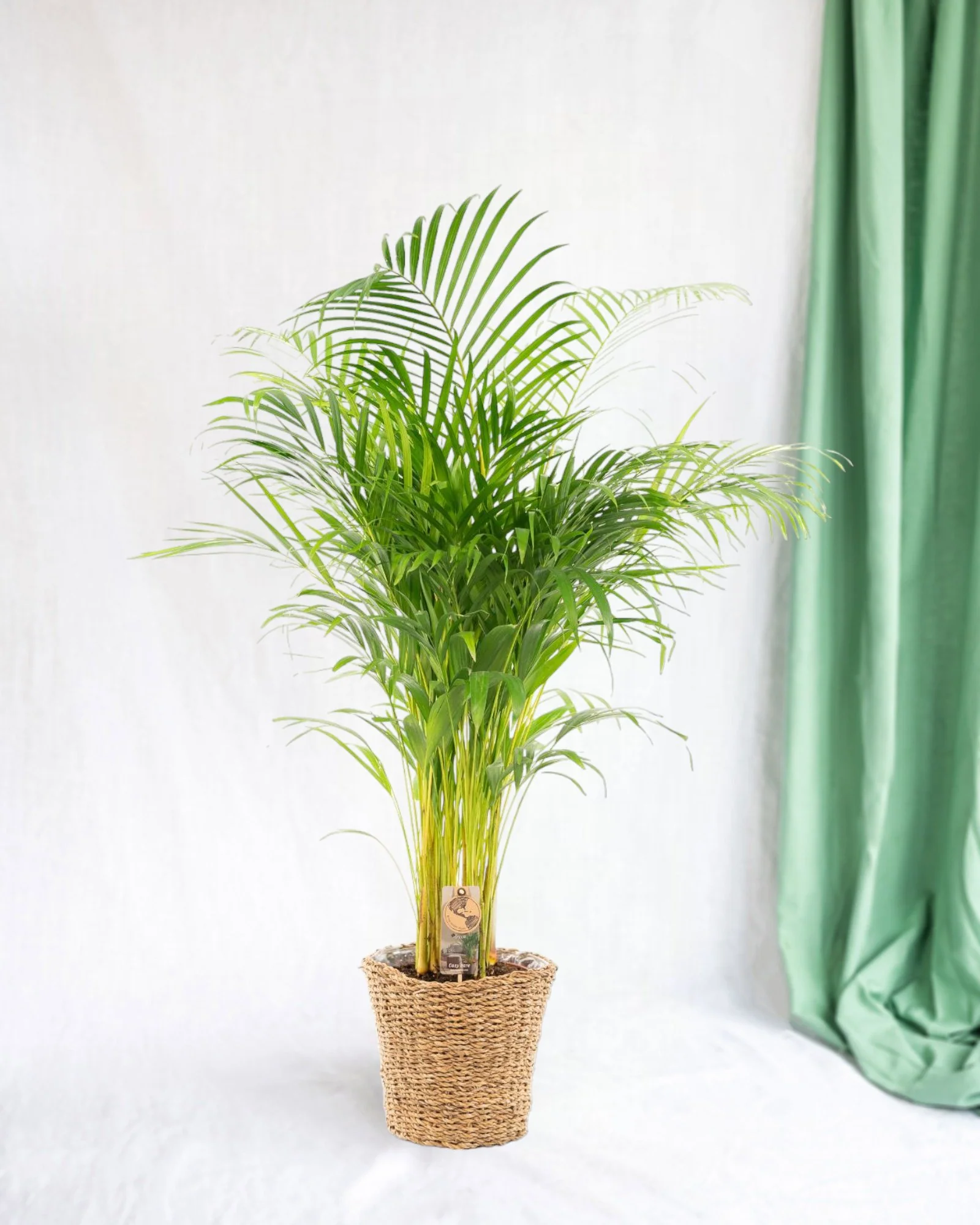 Grand Palmier Areca et son pot