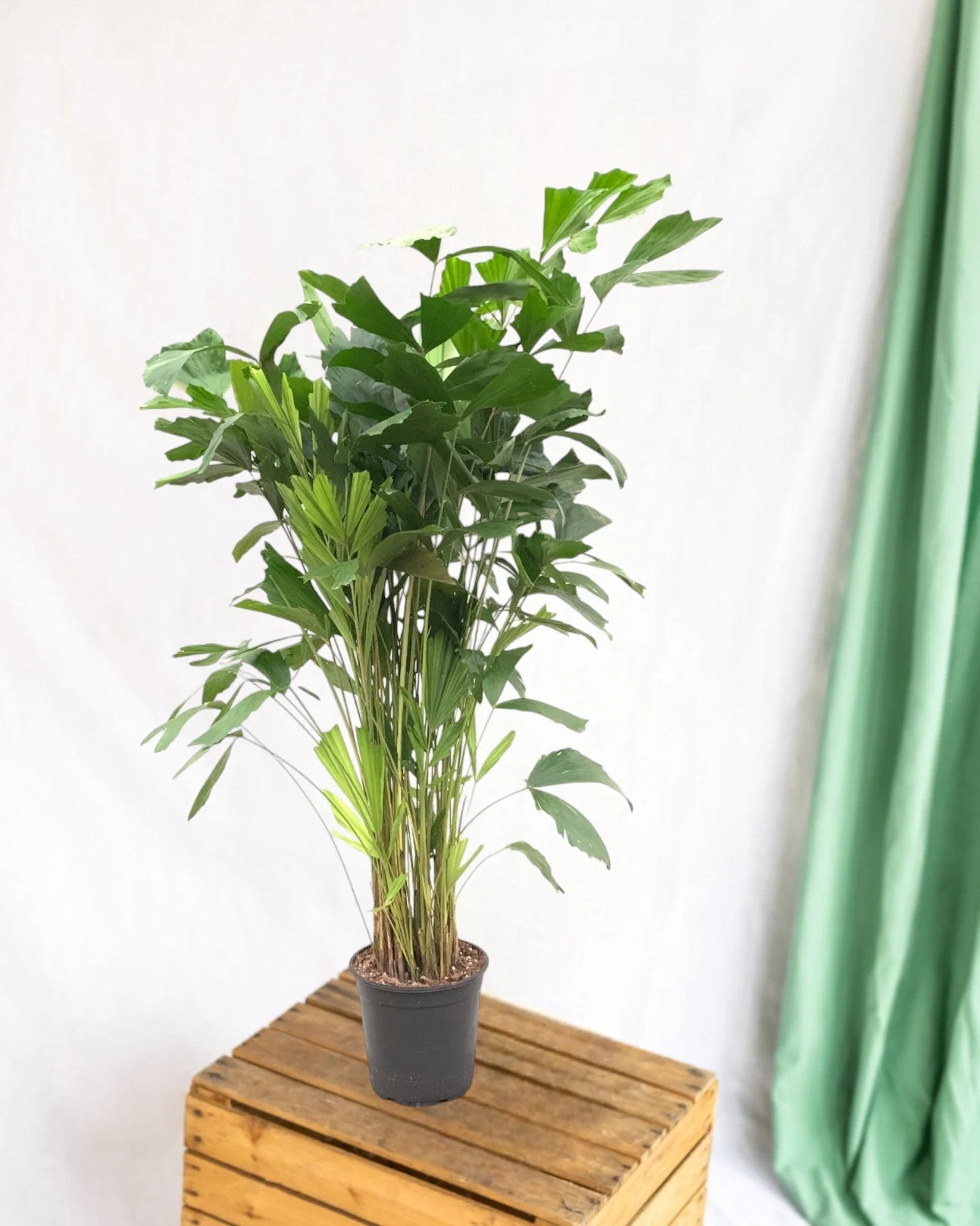 Caryota Mitis - 140 cm - ø24