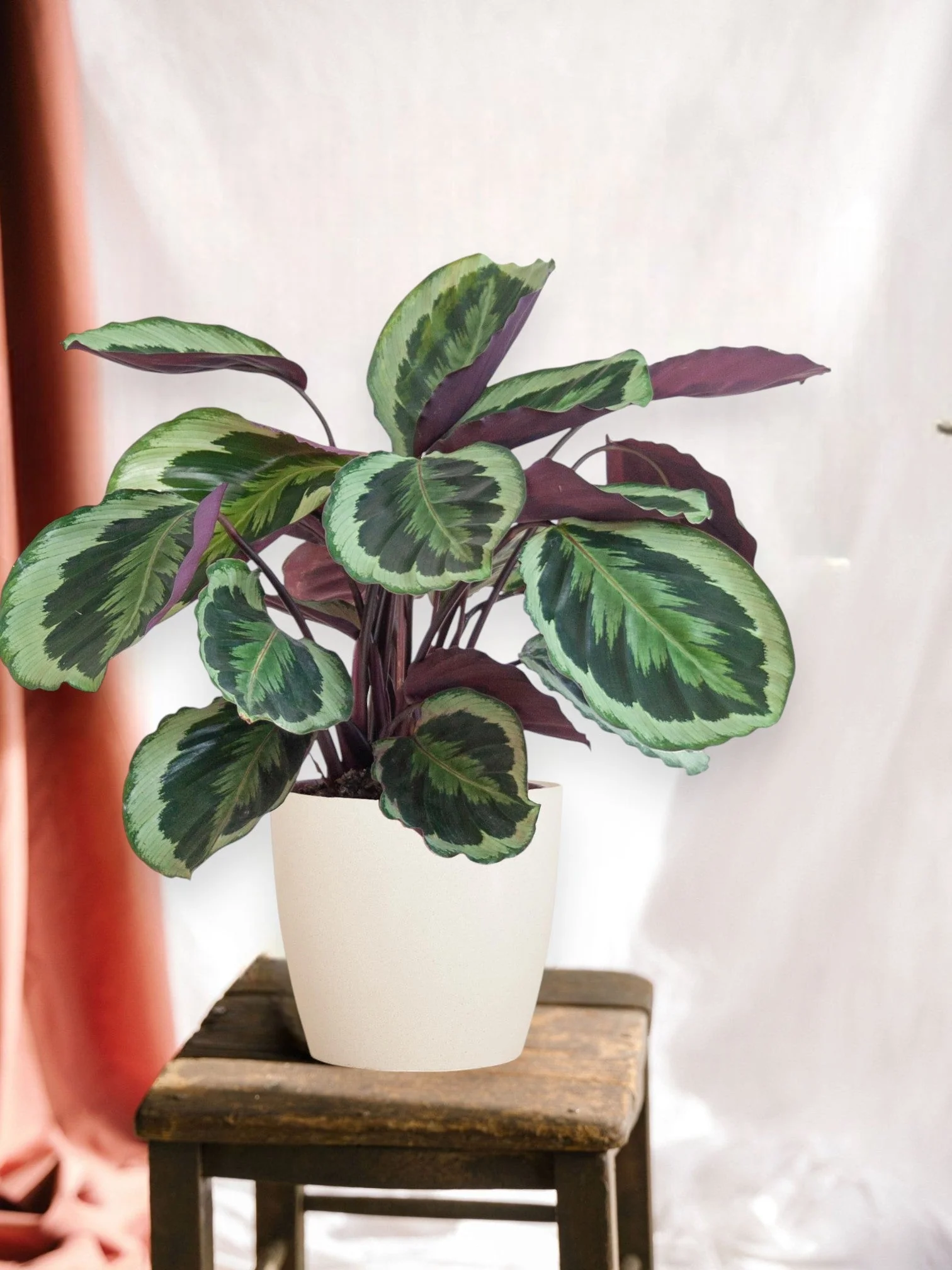 Calathea Medaillon et son pot