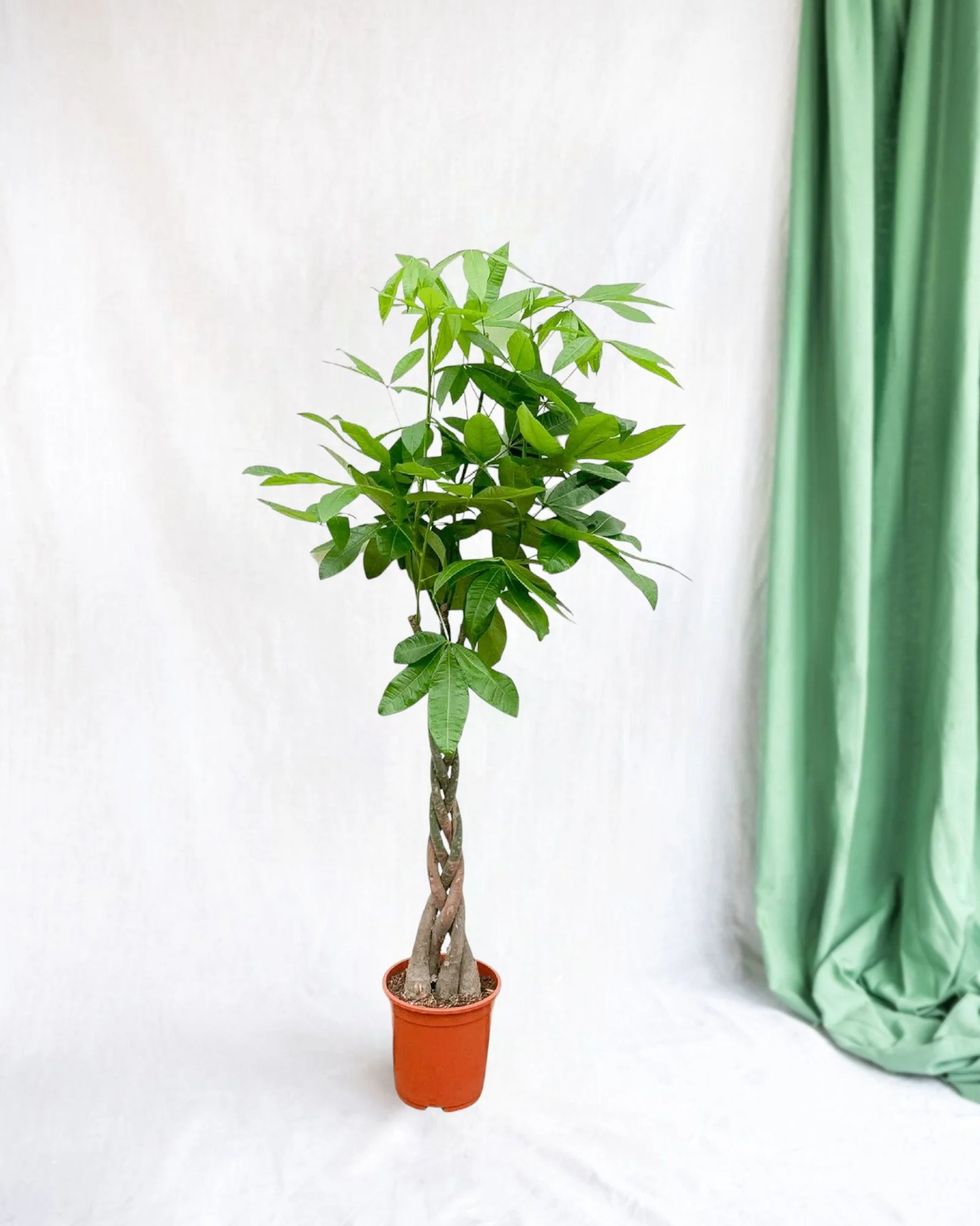 Pachira Aquatica tressé- 160cm - ø27