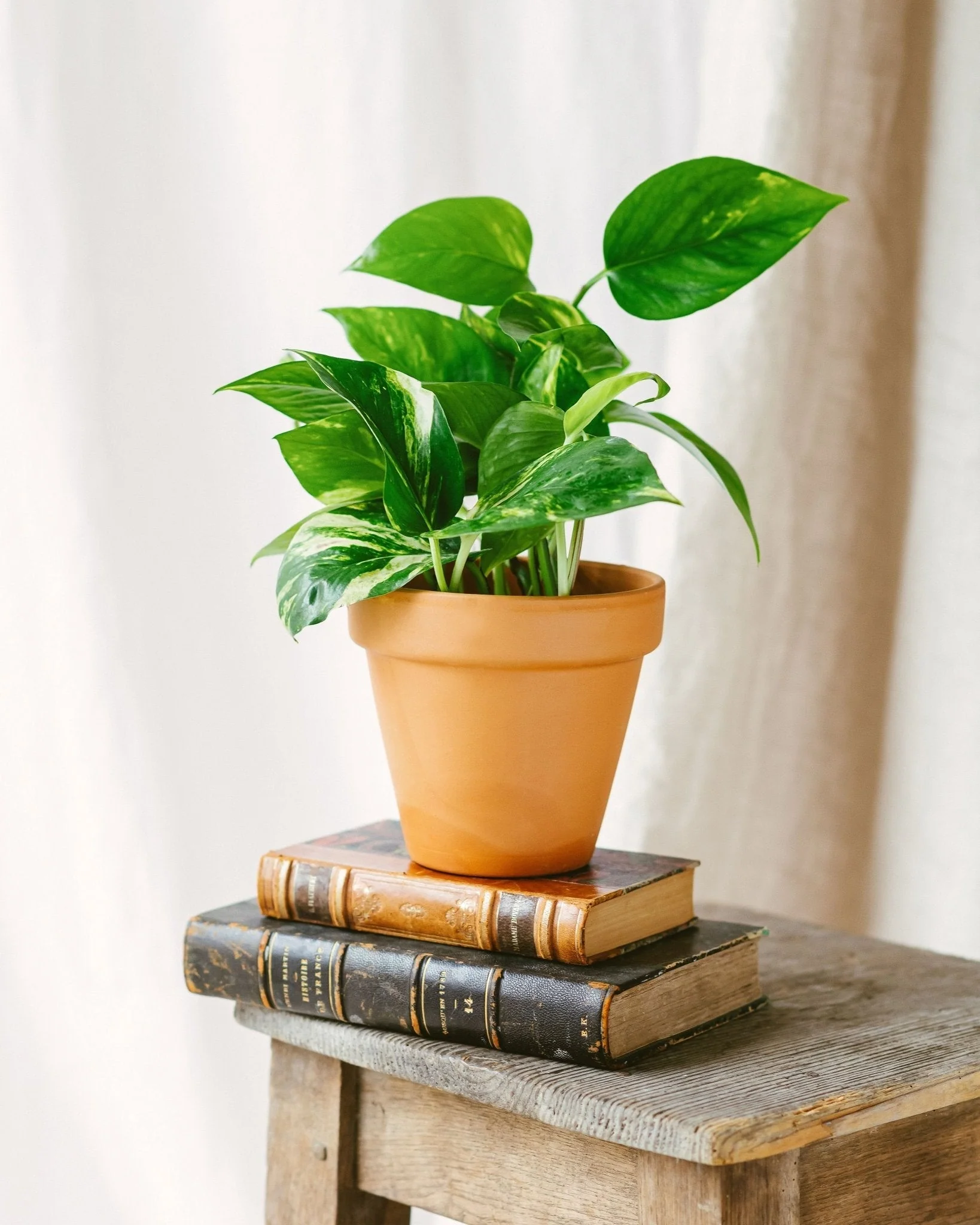 Pothos golden epipremnum