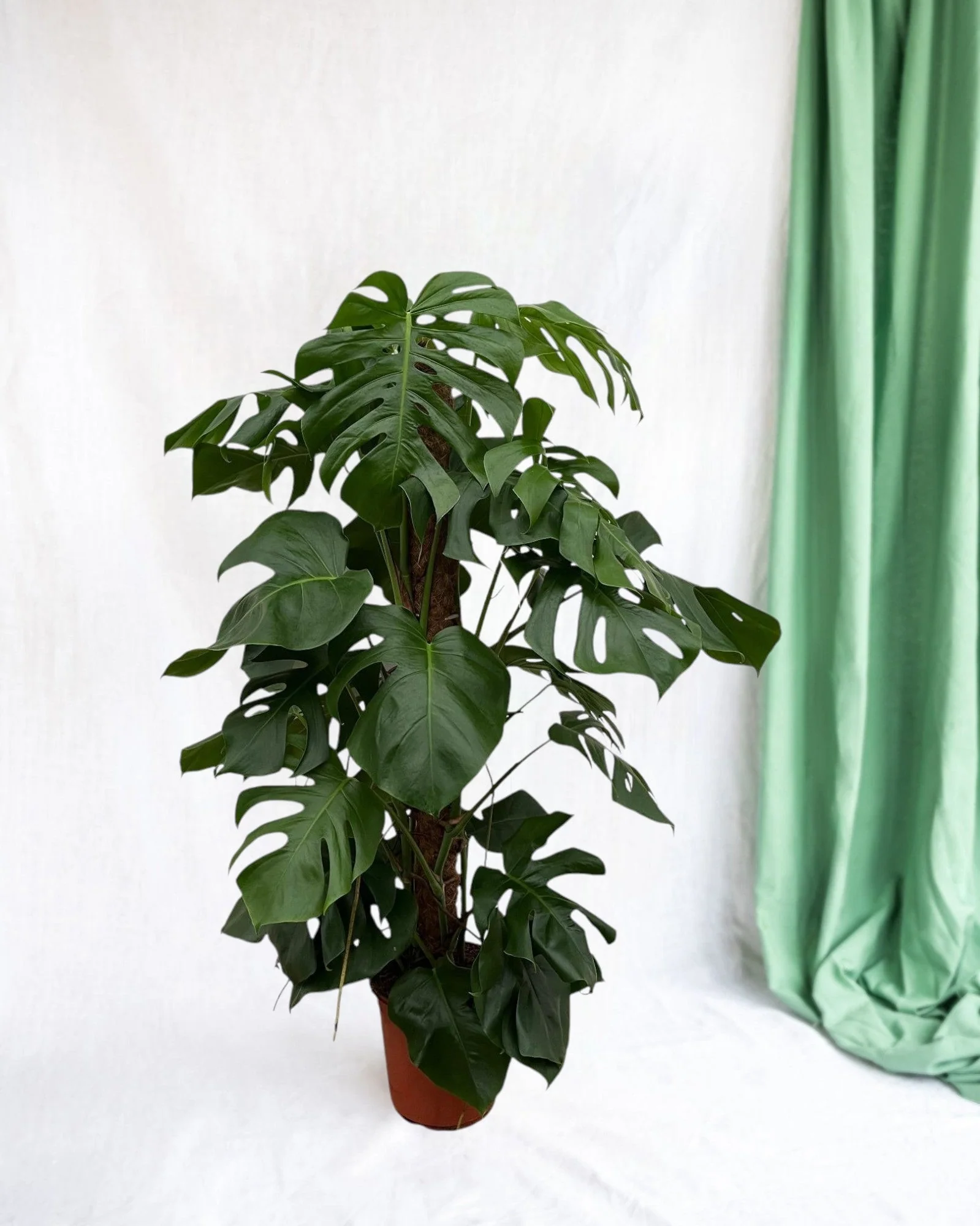 Monstera Pertusum