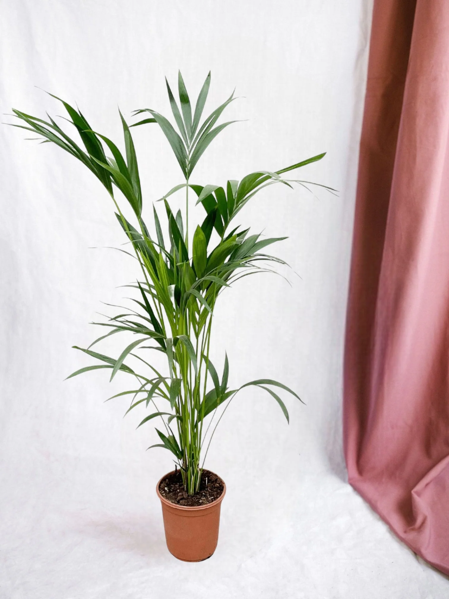 Kentia palmier