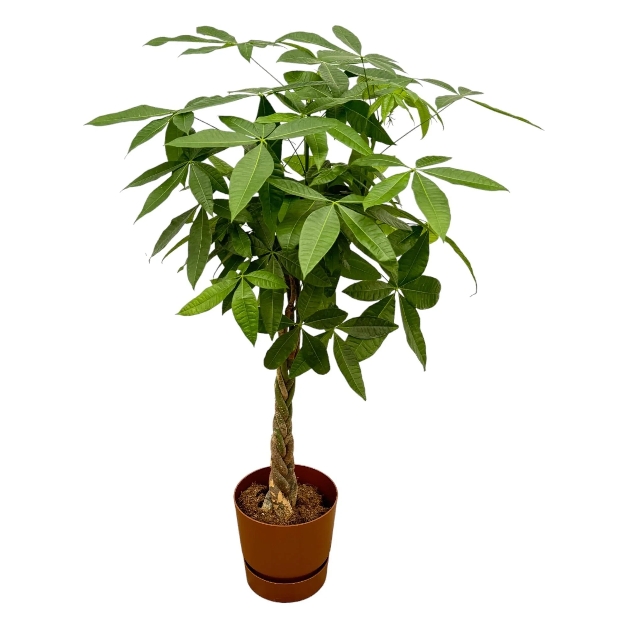 Pachira Aquatica et son pot