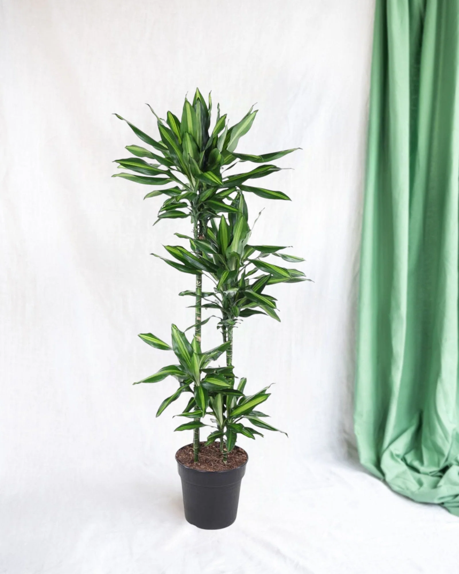 Dracaena Cintho