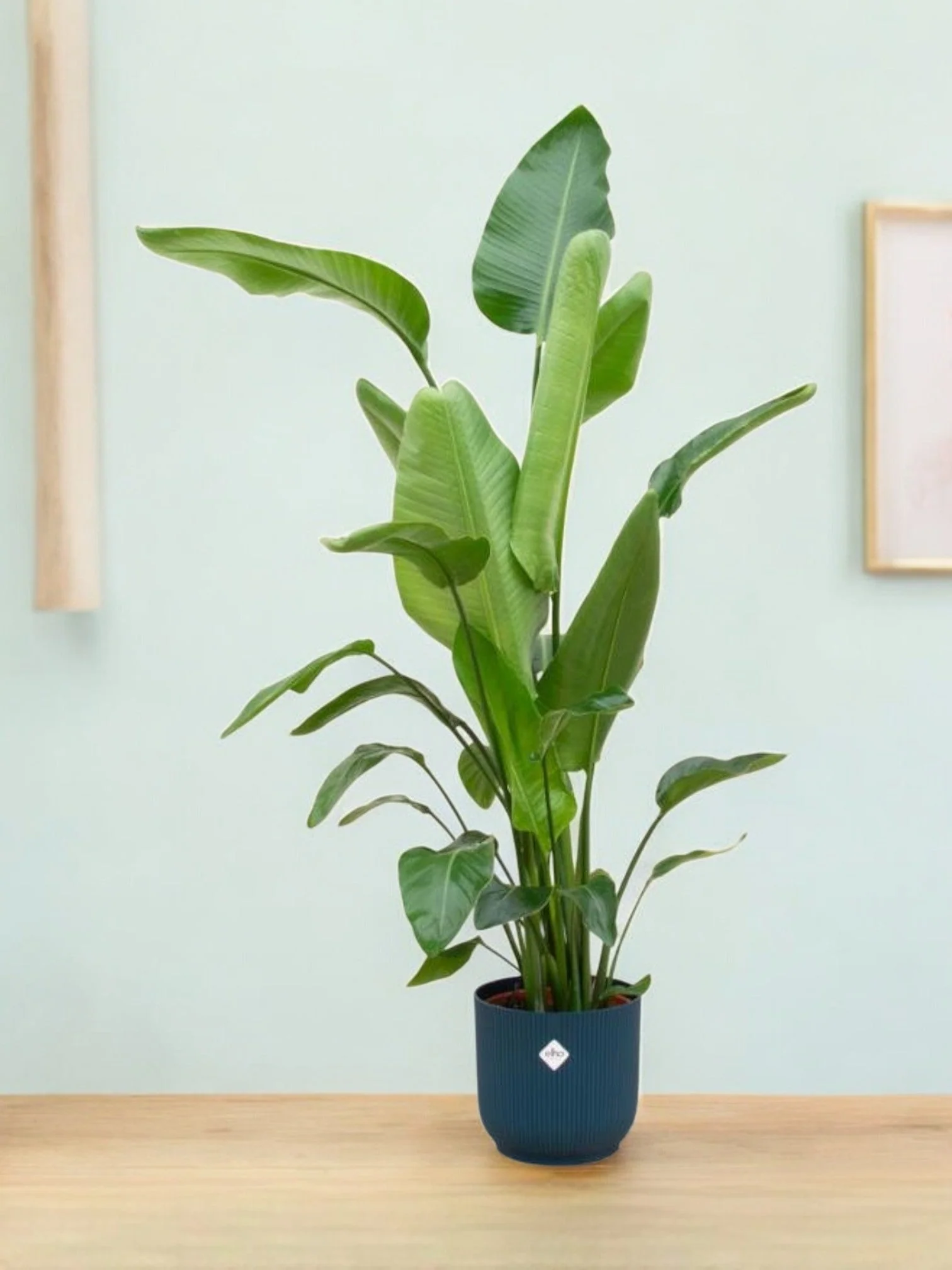 Strelitzia Nicolai 160cm et son pot