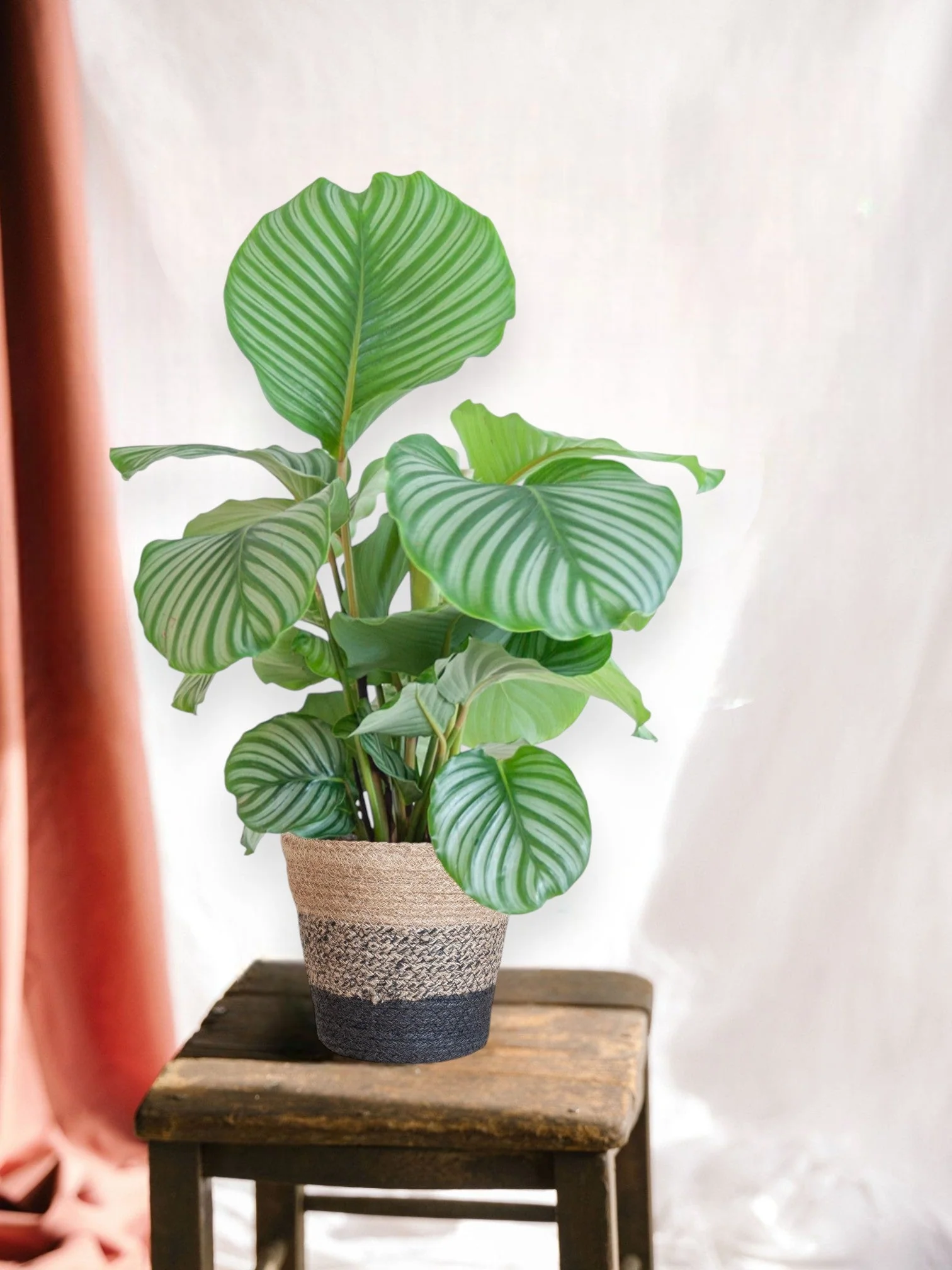 Calathea Orbifolia et son pot