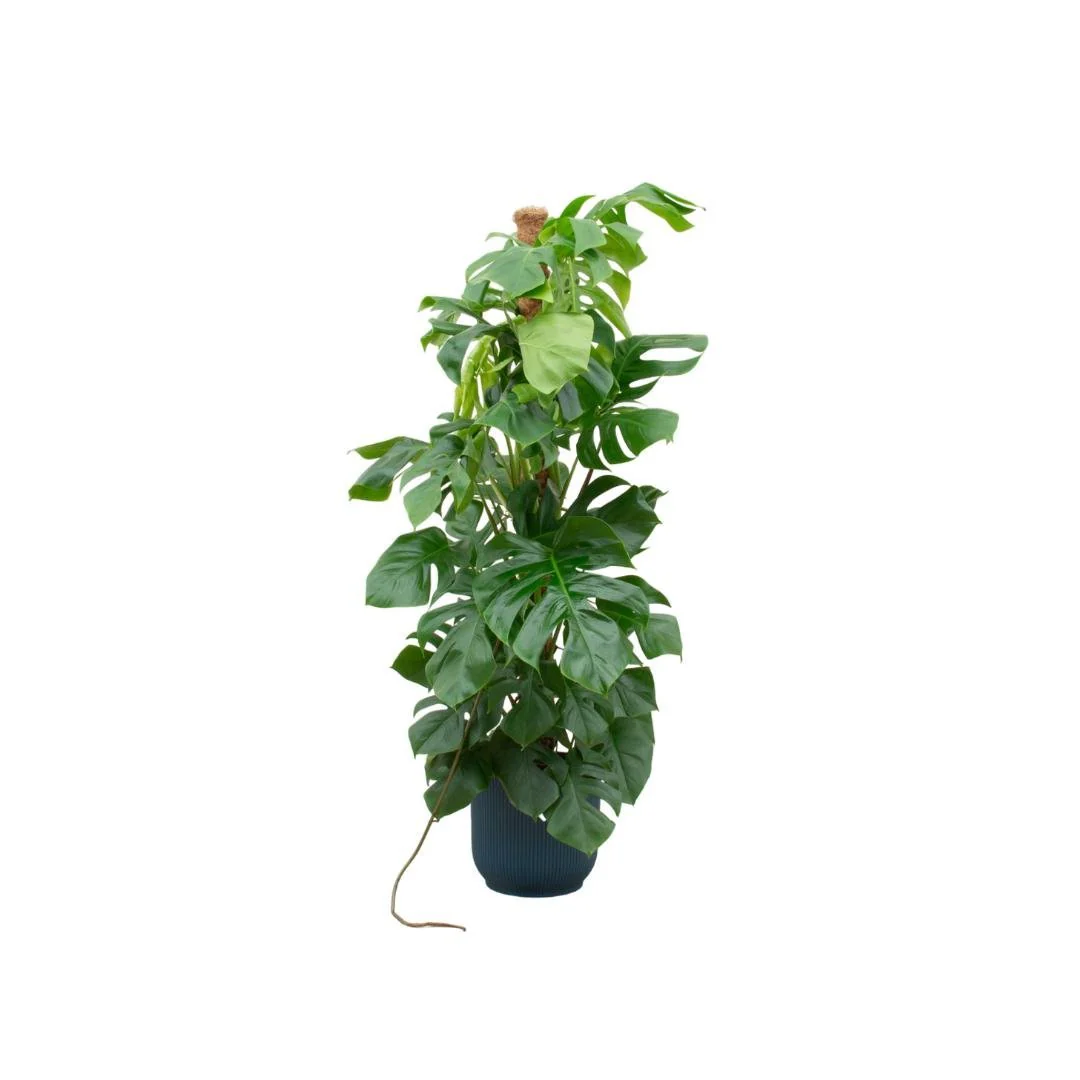 Monstera Pertusum 150cm et son pot