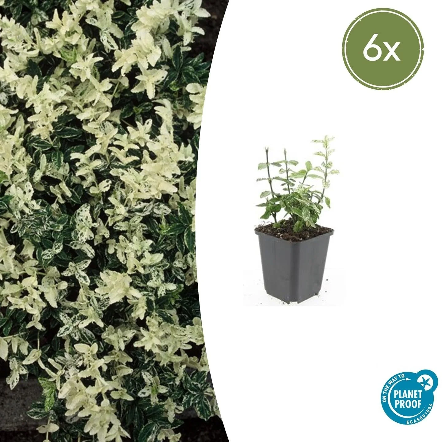 Fusain de Fortune 'Harlequin'