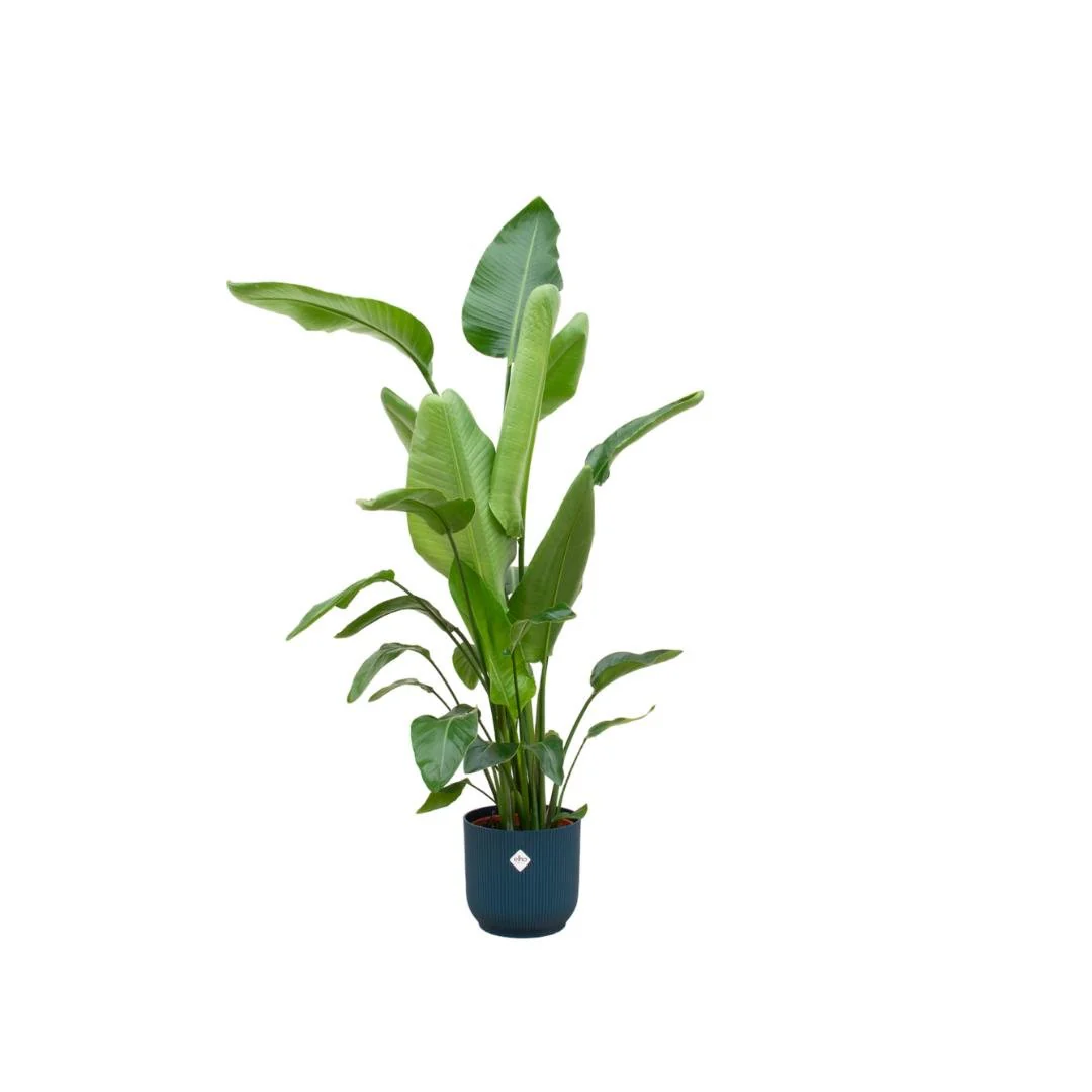 Strelitzia Nicolai 160cm et son pot