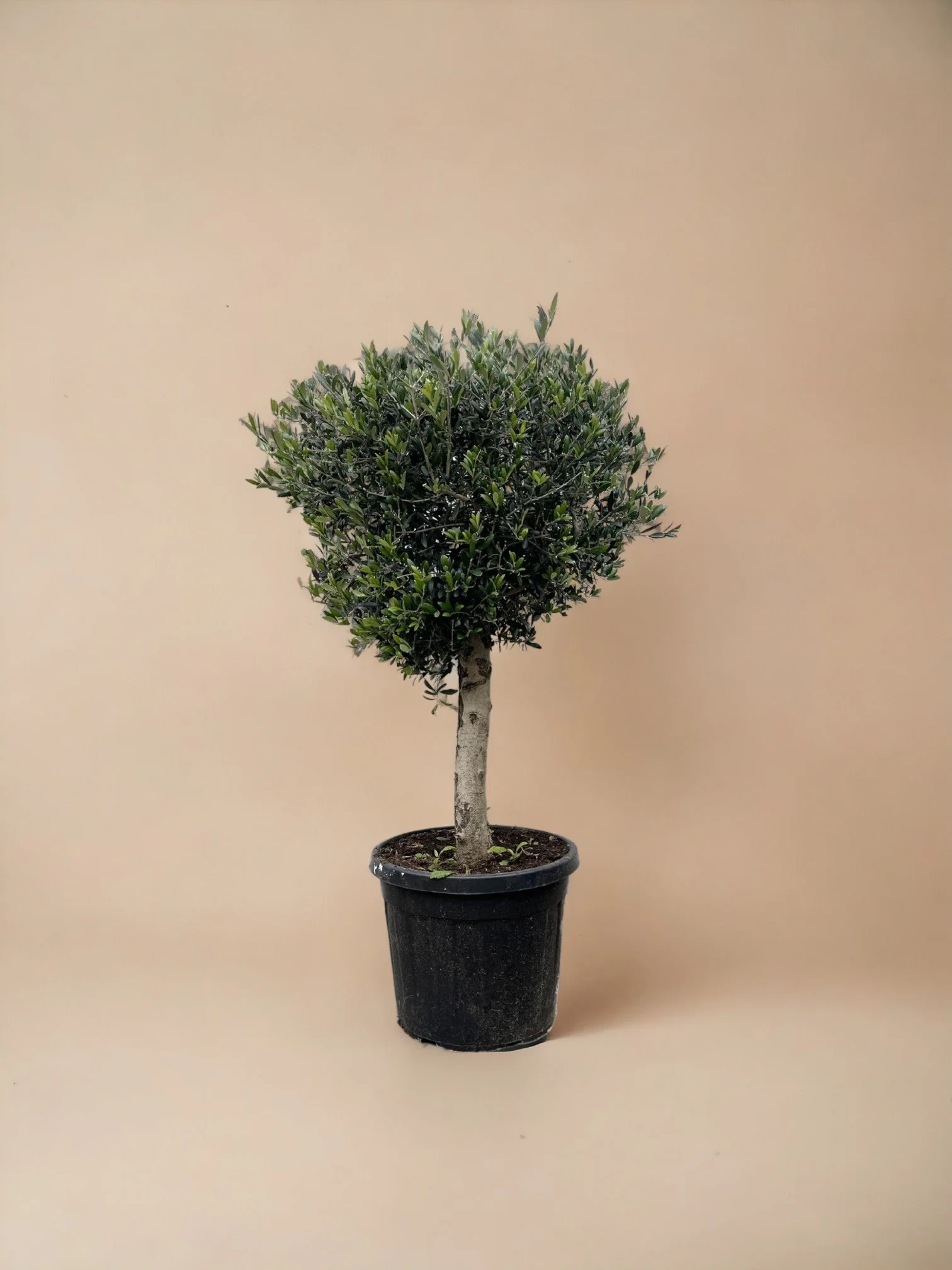 Olivier Olea Europaea h180cm