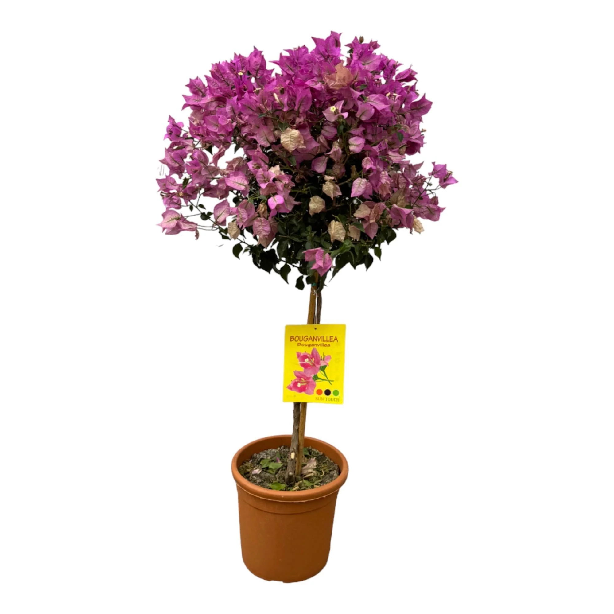 Bougainvillier fuschia