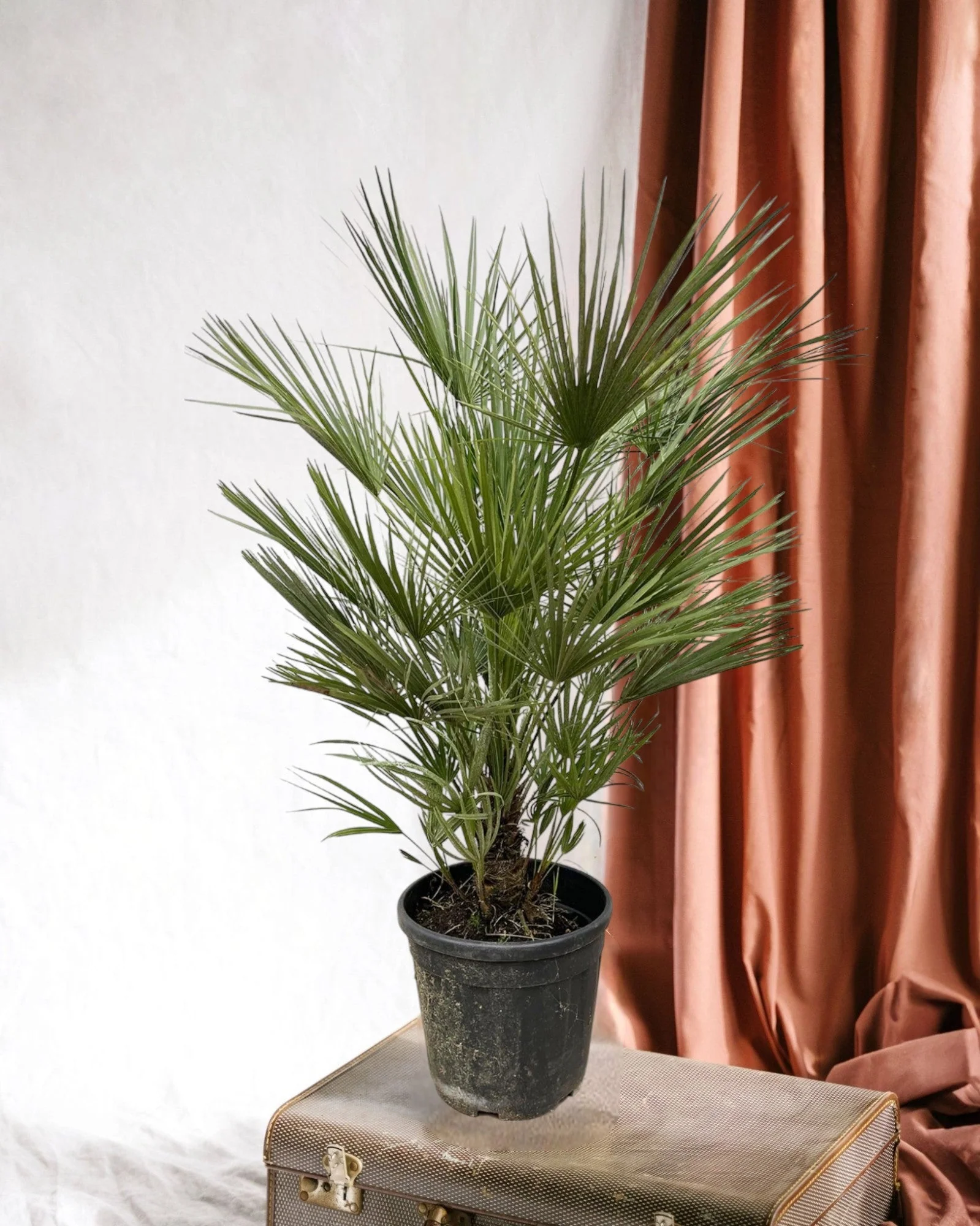 Chamaerops Humilis struik