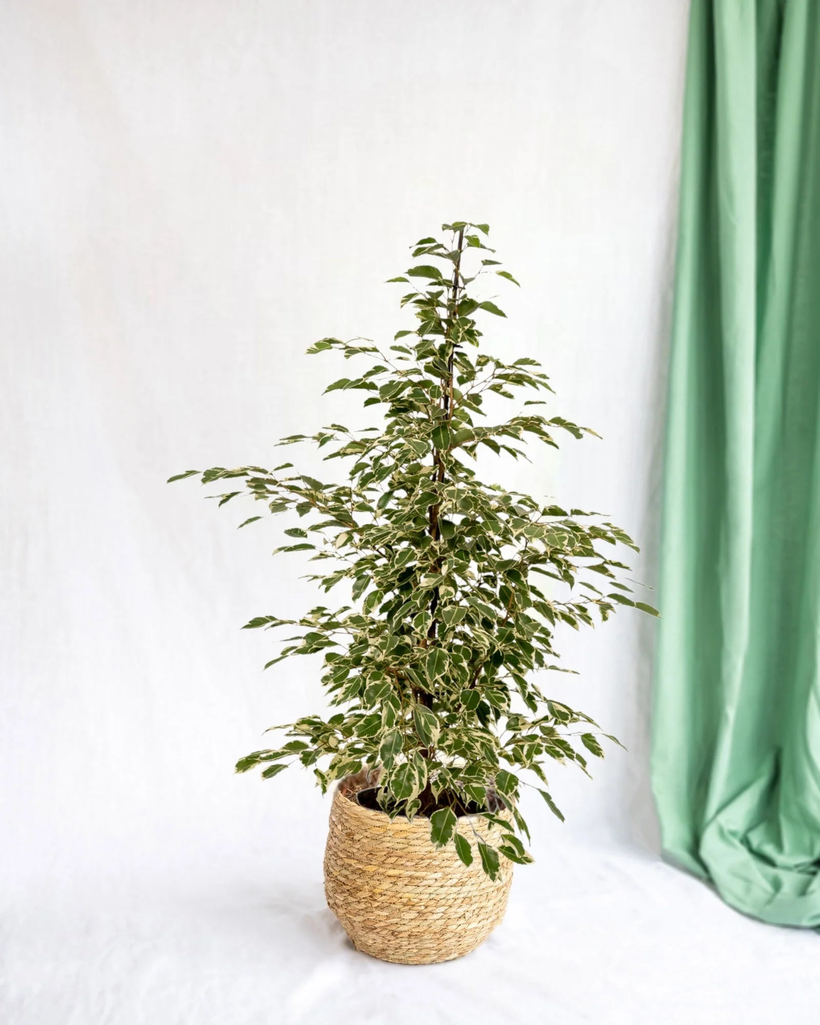 Ficus benjamina Twilight h95cm