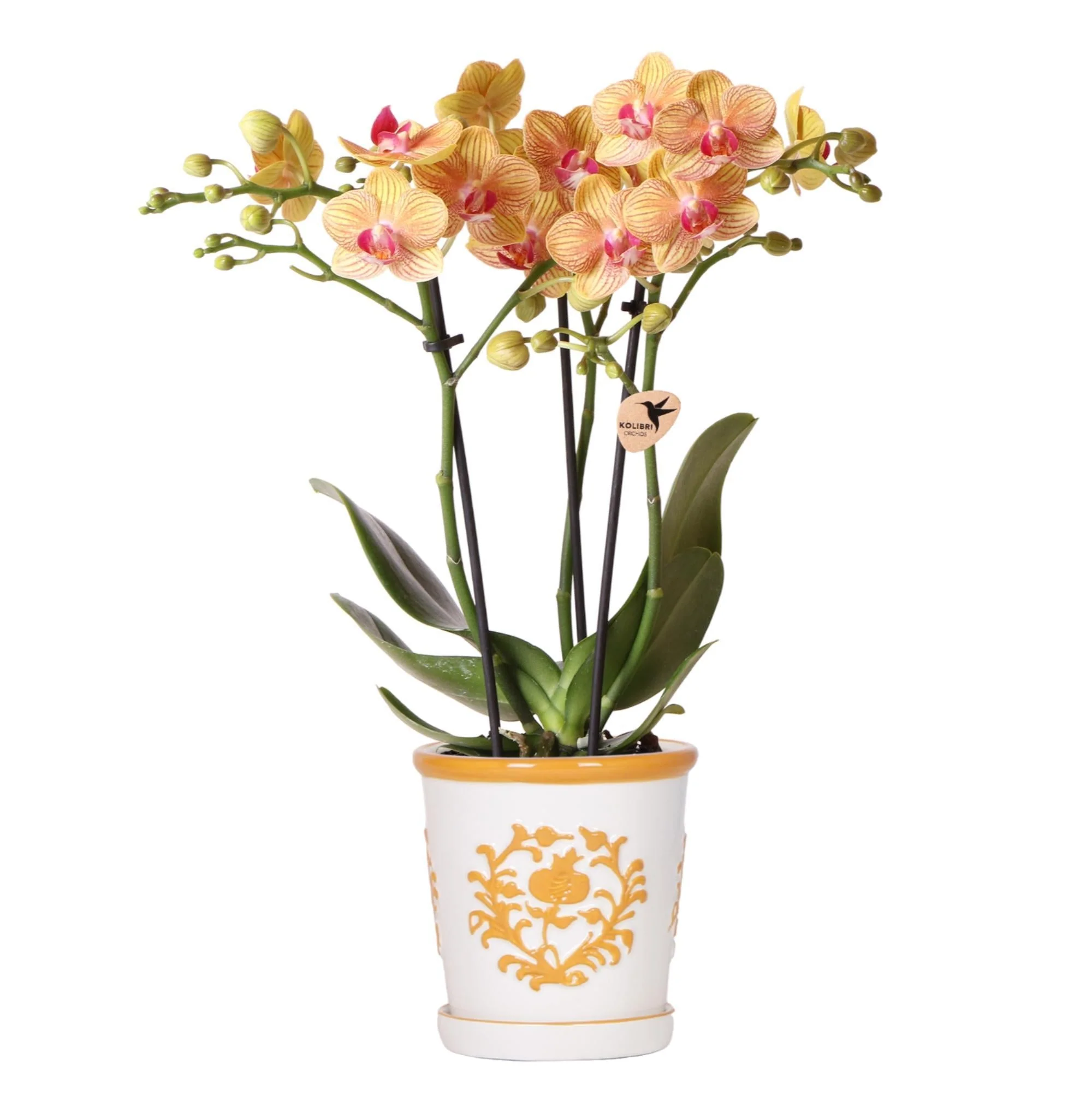 Orchidée Jamaica et son pot