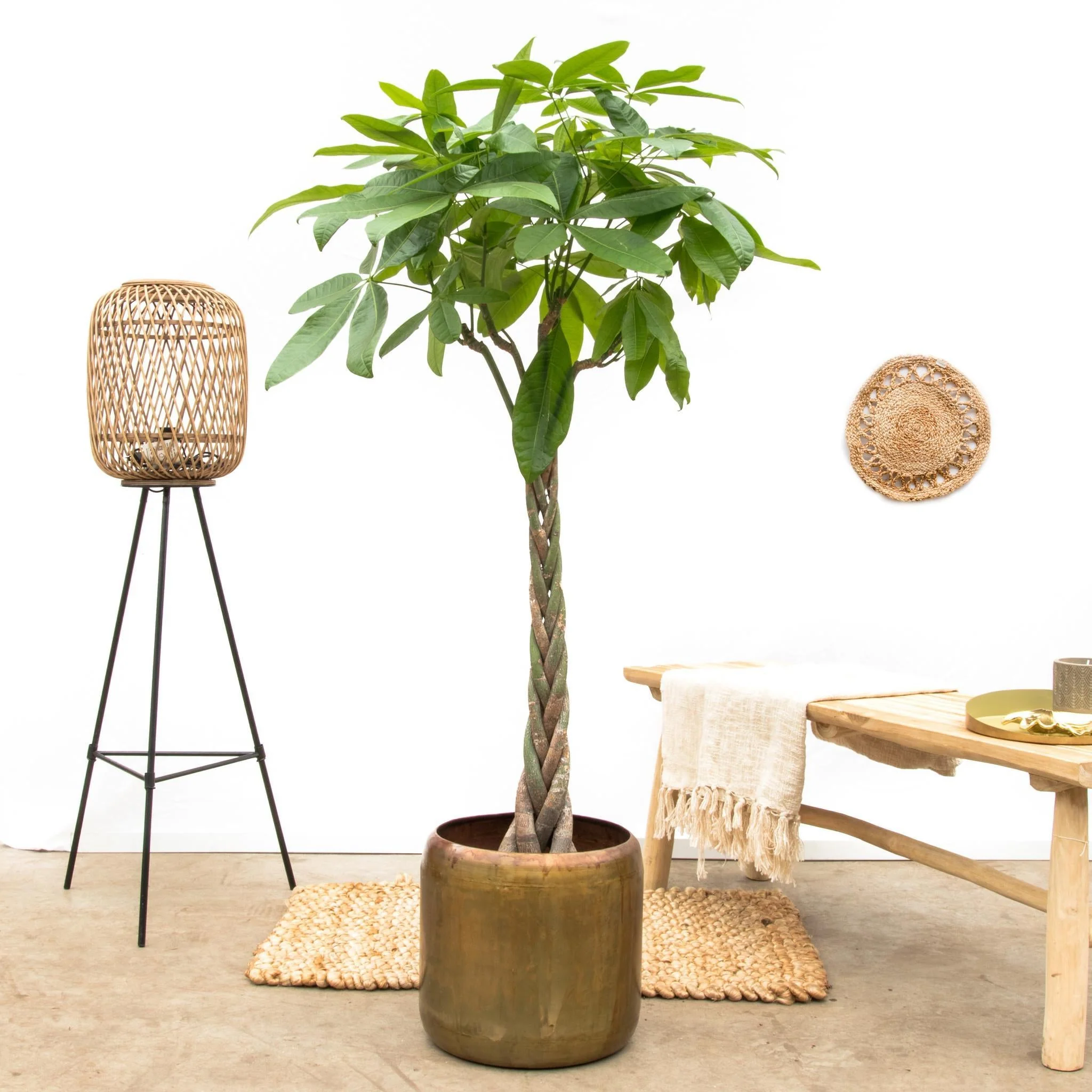 Pachira Aquatica tressé- 160cm - ø27