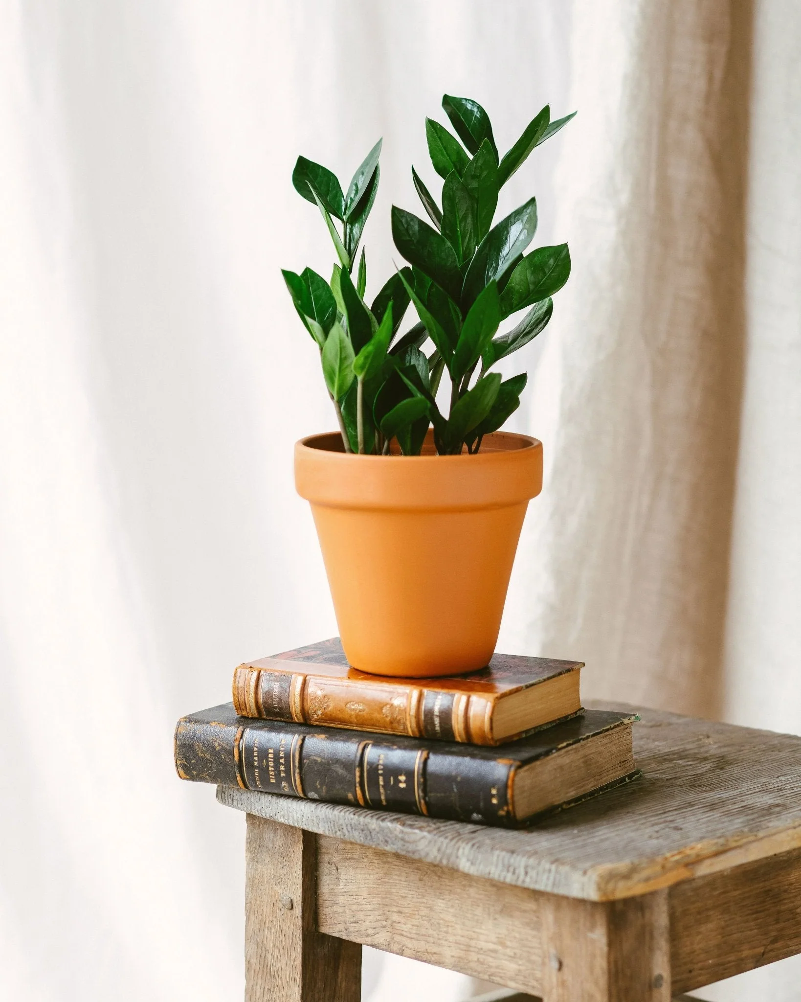 Zamioculcas zamiifolia