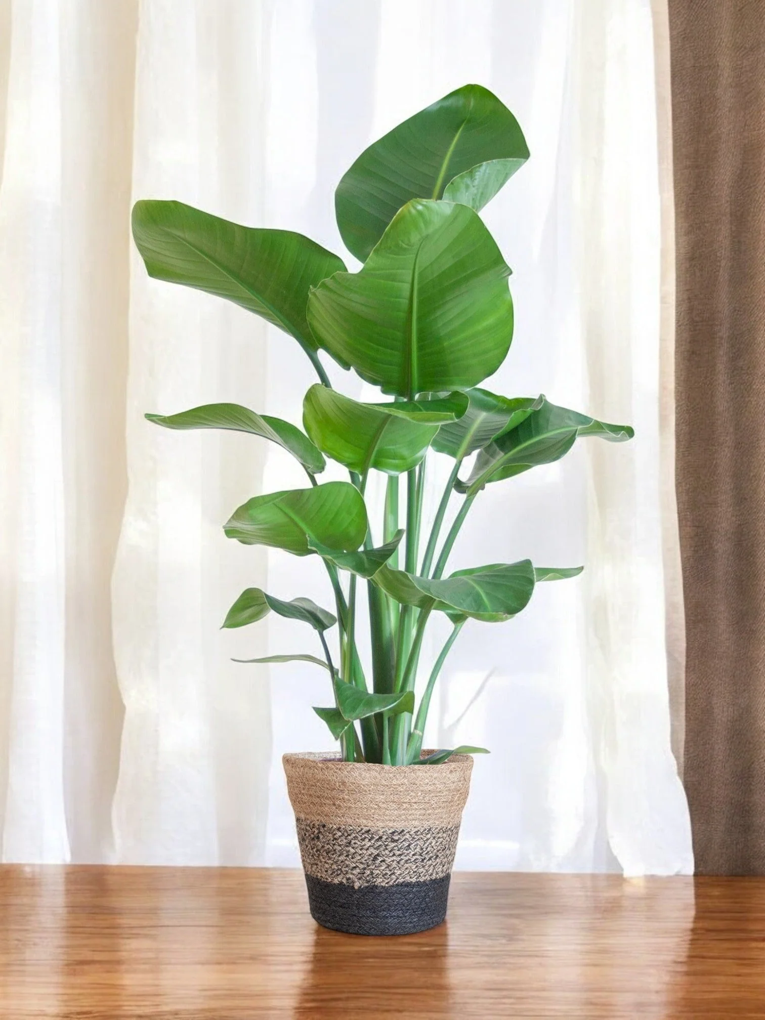 Strelitzia Nicolai et son pot
